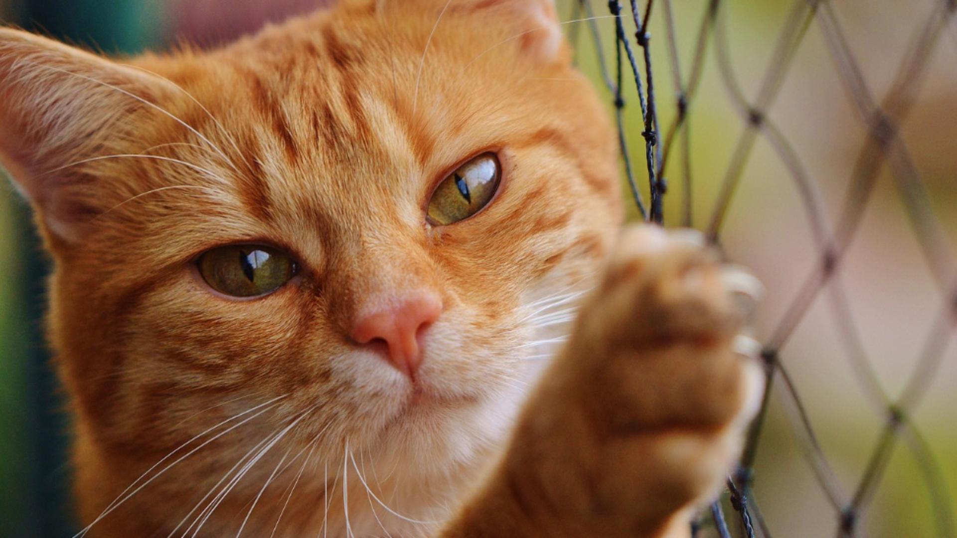 Poveste cu final fericit de sărbători: un pisoi a fost salvat la timp din mașina de spălat chiar de stăpâna sa