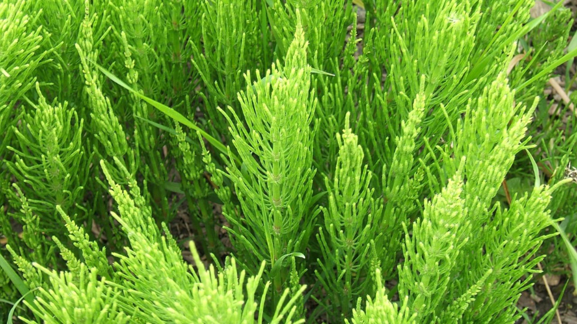 „Apărătorul legumelor”. Planta care protejează grădina și are utilizări medicinale