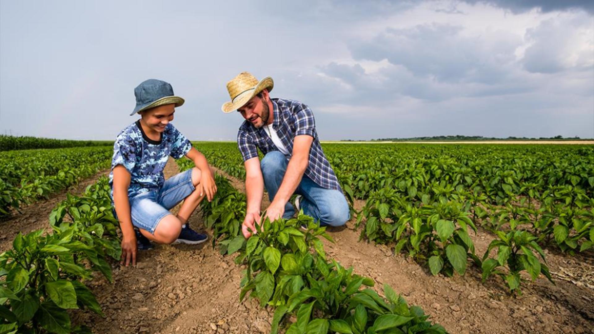 Tratamentele fitosanitare sunt un instrument esențial în protecția plantelor
