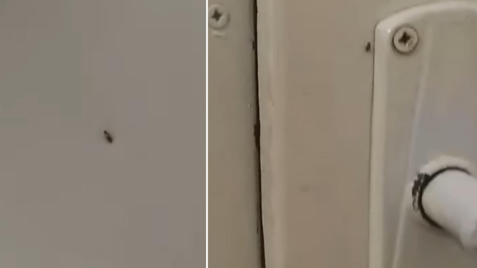 Gândacii colcăie în voie în Spitalul Municipal Sebeș