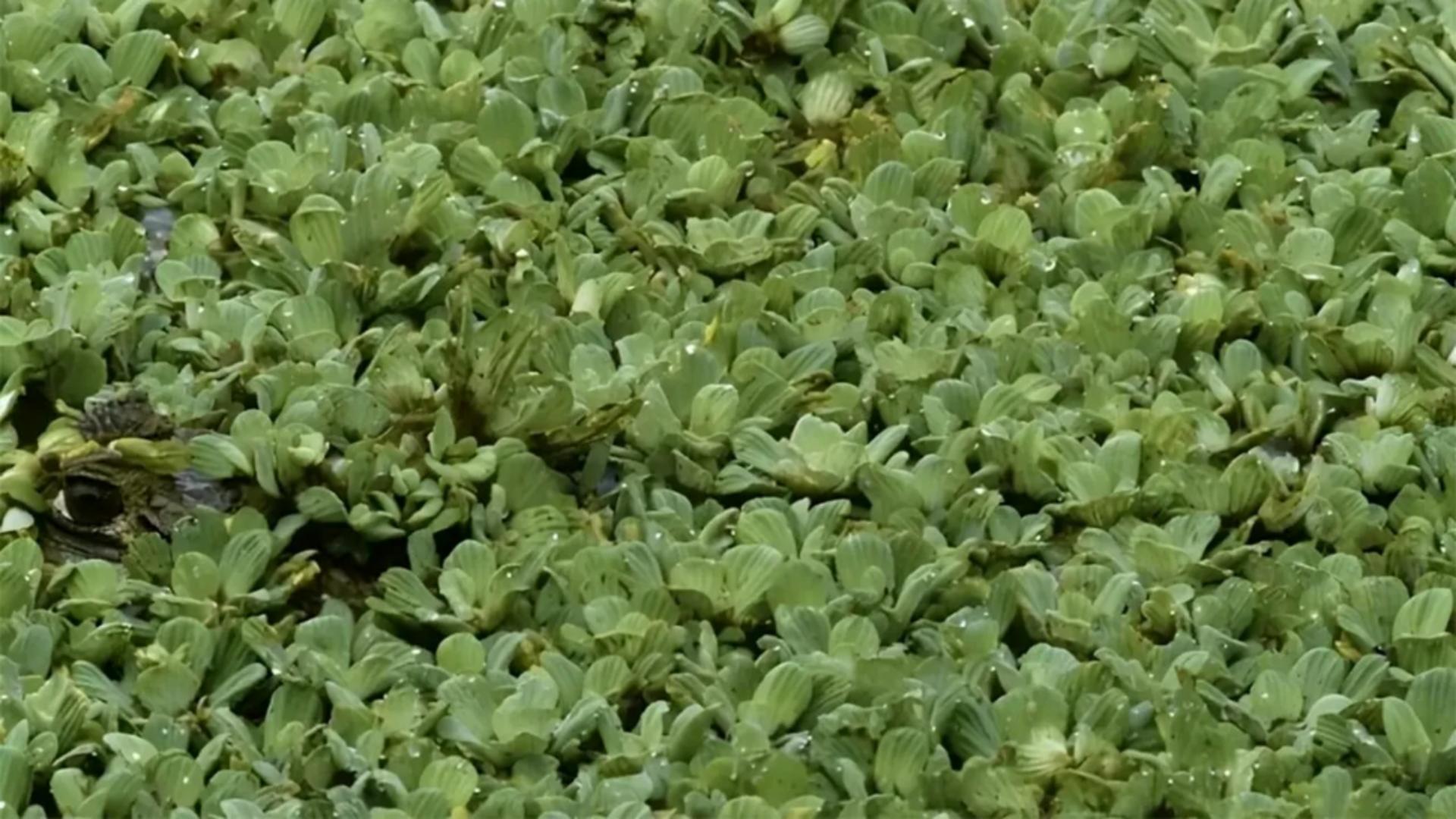 Test IQ pentru genii: poți descoperi aligatorul camuflat în această iluzie optică?