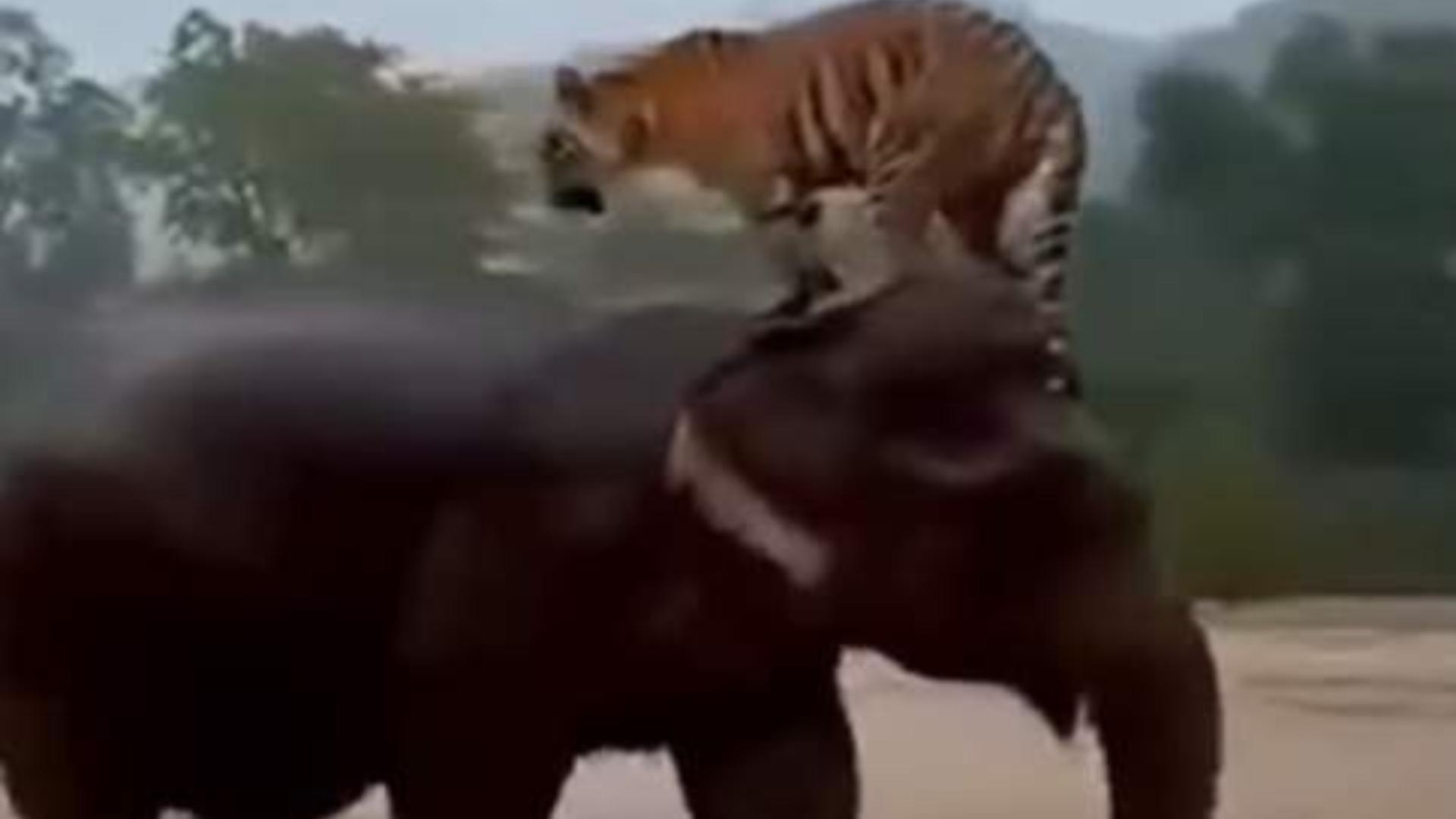 Moment impresionant surprins în timpul inundațiilor: imaginile care au făcut înconjurul lumii