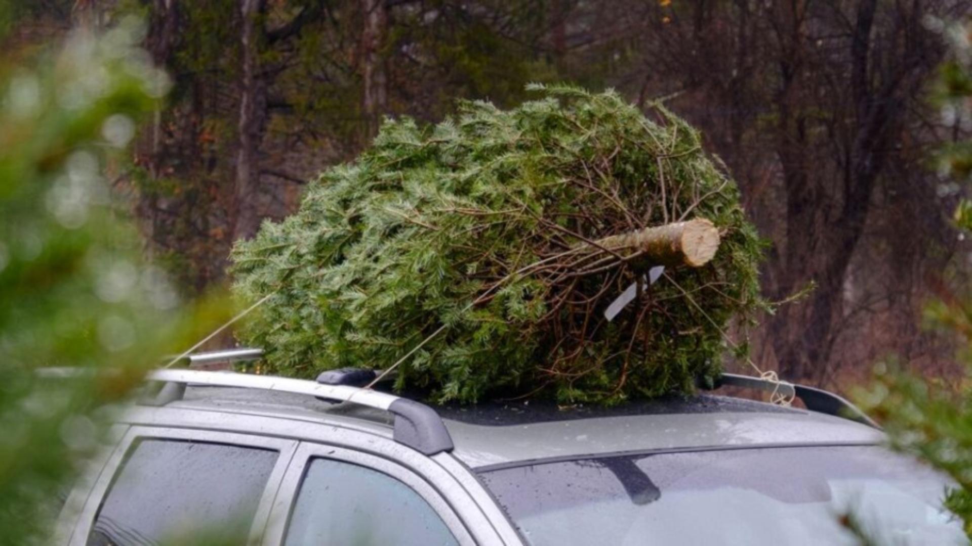 Este legal să transporți bradul de Crăciun cu mașina? Ce sancțiuni riscă românii prinși pe picior greșit