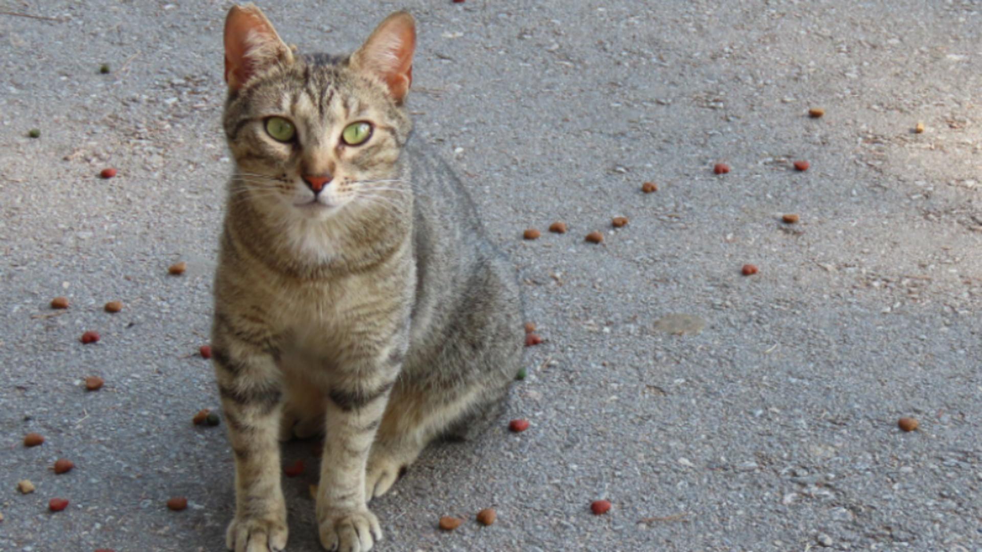 Decizie care schimbă viața pisicilor comunitare. Ce pot cere acum cetățenii din Sectorul 2