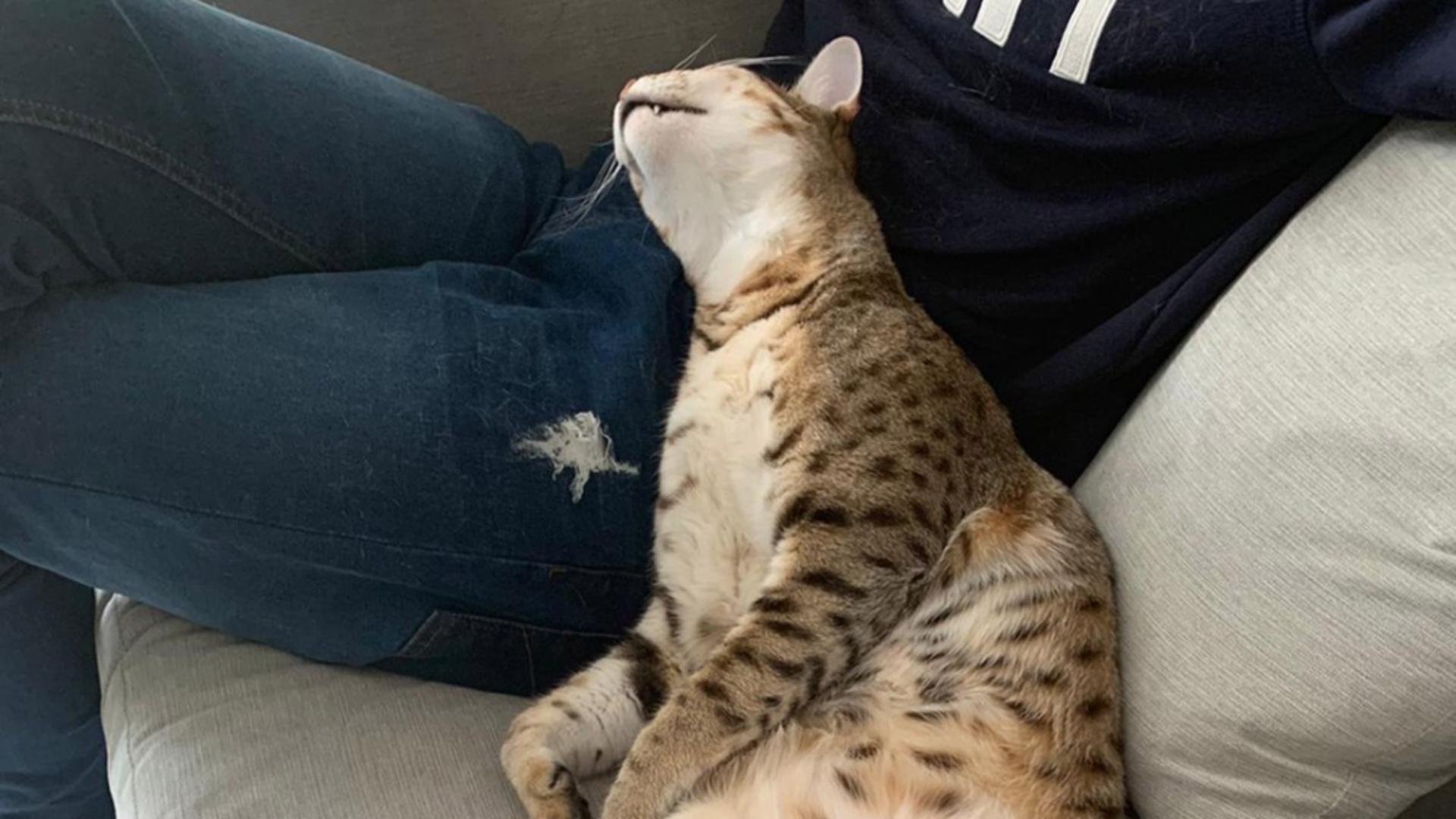 Cum îți dezveți pisica să zgârie mobilierul cu stofă: metode simple și eficiente