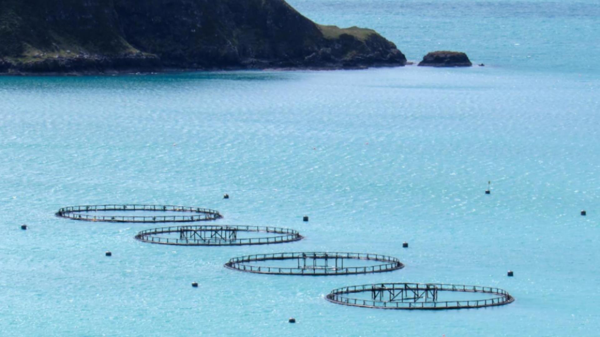 Salarii de peste 3.000 de euro pentru muncă în fermele de somon