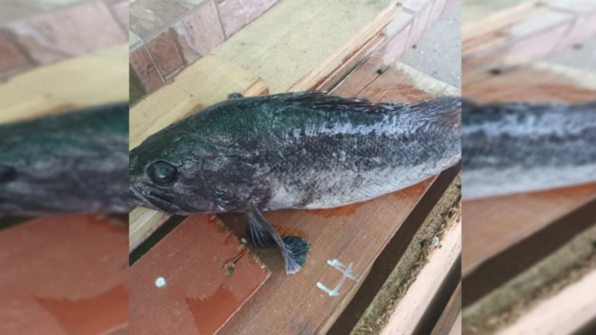 Pește misterios prins la malul Mării Negre. Specia ar putea proveni din Coreea