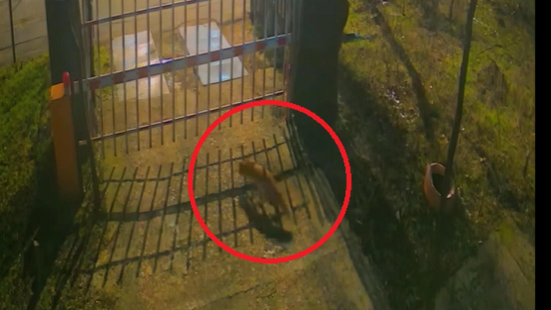 Imagini inedite din inima Capitalei: trei vulpi, „vizitatori” nocturni la Muzeul Antipa. Cum explică specialiștii situația VIDEO