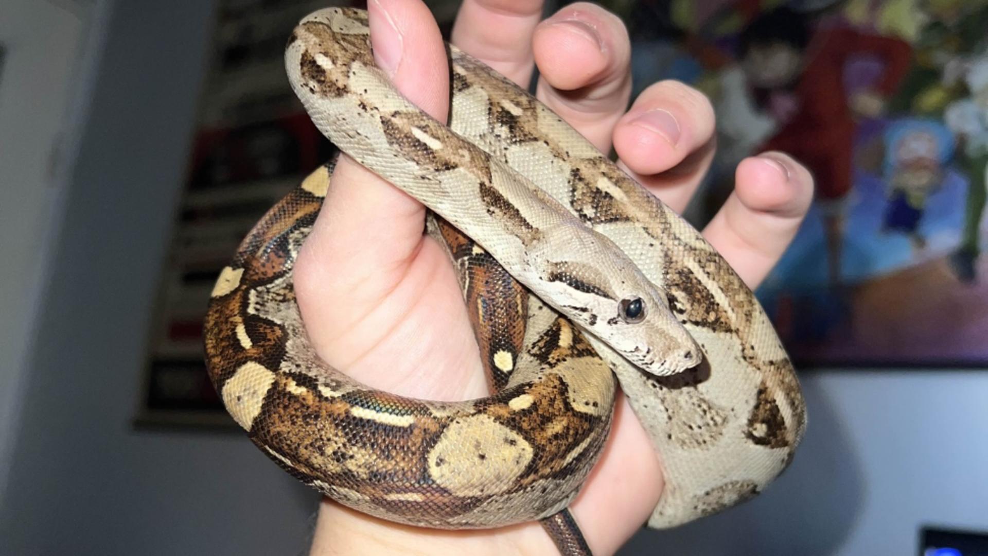 Descoperire șocantă într-un apartament din Bihor. Crescătorie ilegală de vipere și tarantule - FOTO