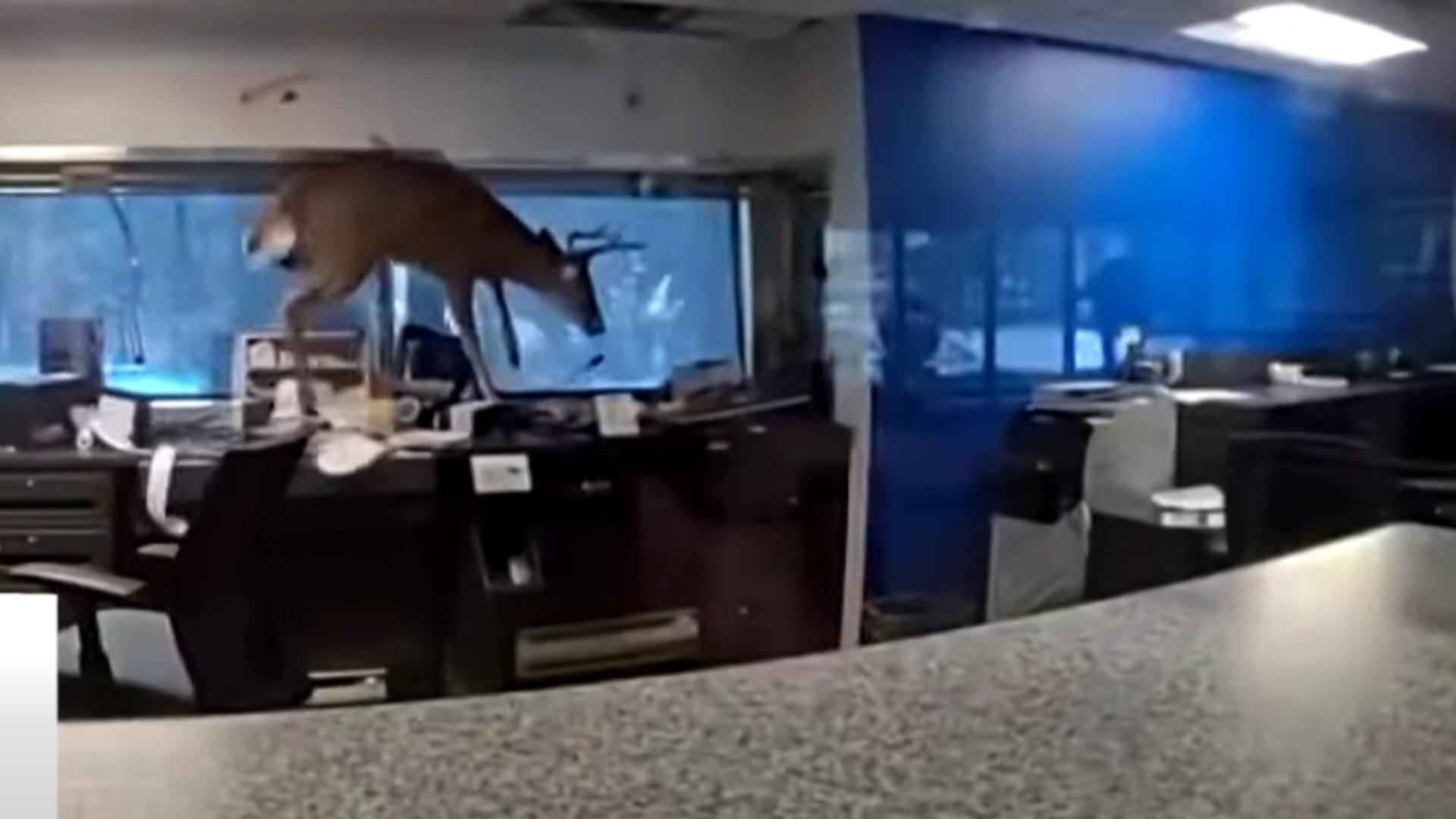 Poliția din New York a imobilizat și apoi a eliberat o căprioară rămasă blocată într-o bancă. Foto/Captură video