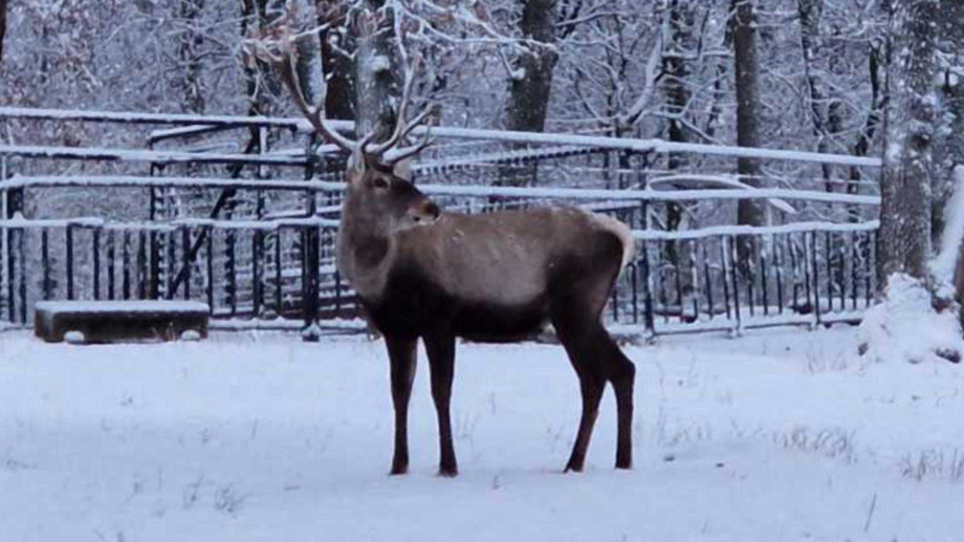 Șoc la Grădina Zoologică din Târgu Mureș. Un cerb carpatin a fost găsit mort după ce a înghițit o mănușă. „Am mai găsit monede și alte obiecte străine în sistemul digestiv al diferitelor animale”