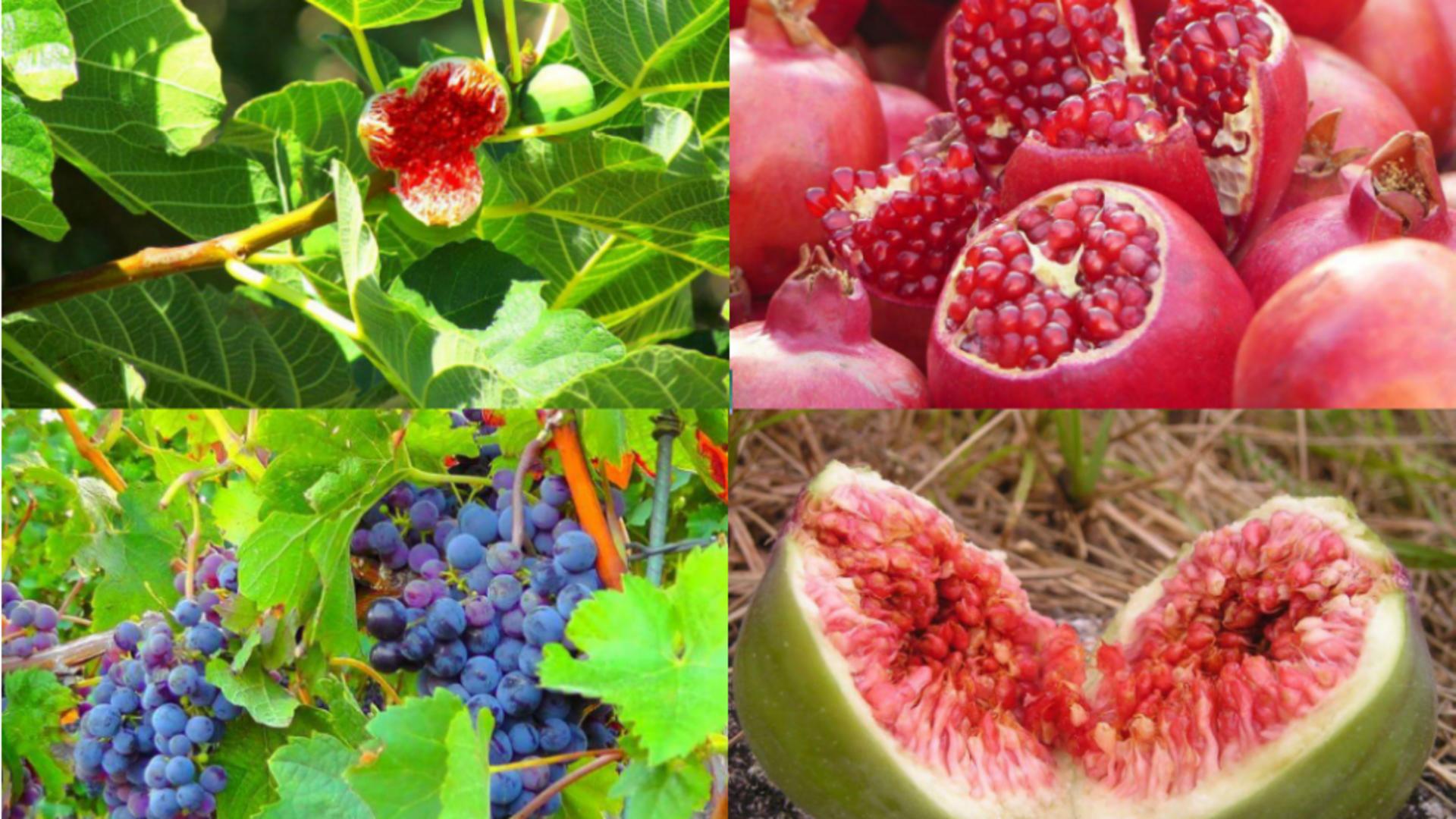 Fructele menționate în Biblie sunt elixire ale sănătății. Care sunt cele 6 fructe cu beneficii incredibile