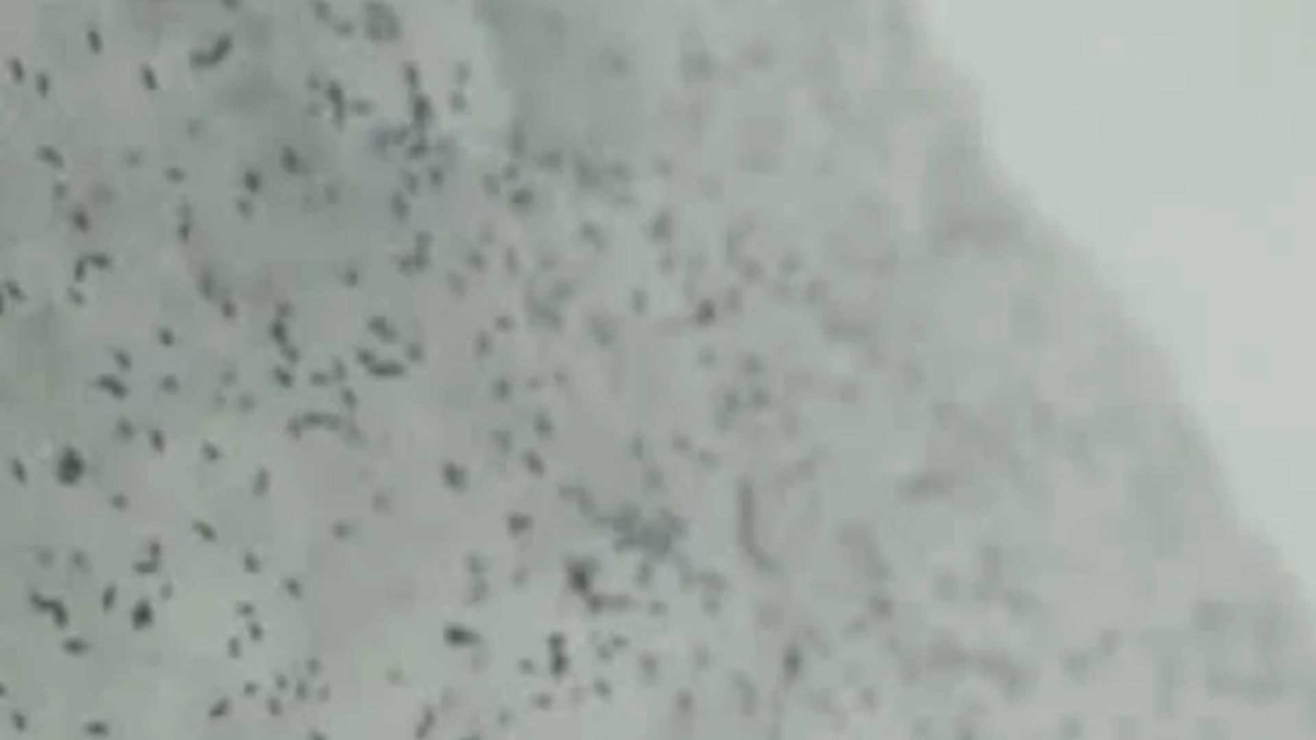 Ce sunt insectele negre apărute pe ger în zăpadă? Misterul ”puricilor” din Cluj, dezlegat de specialiști