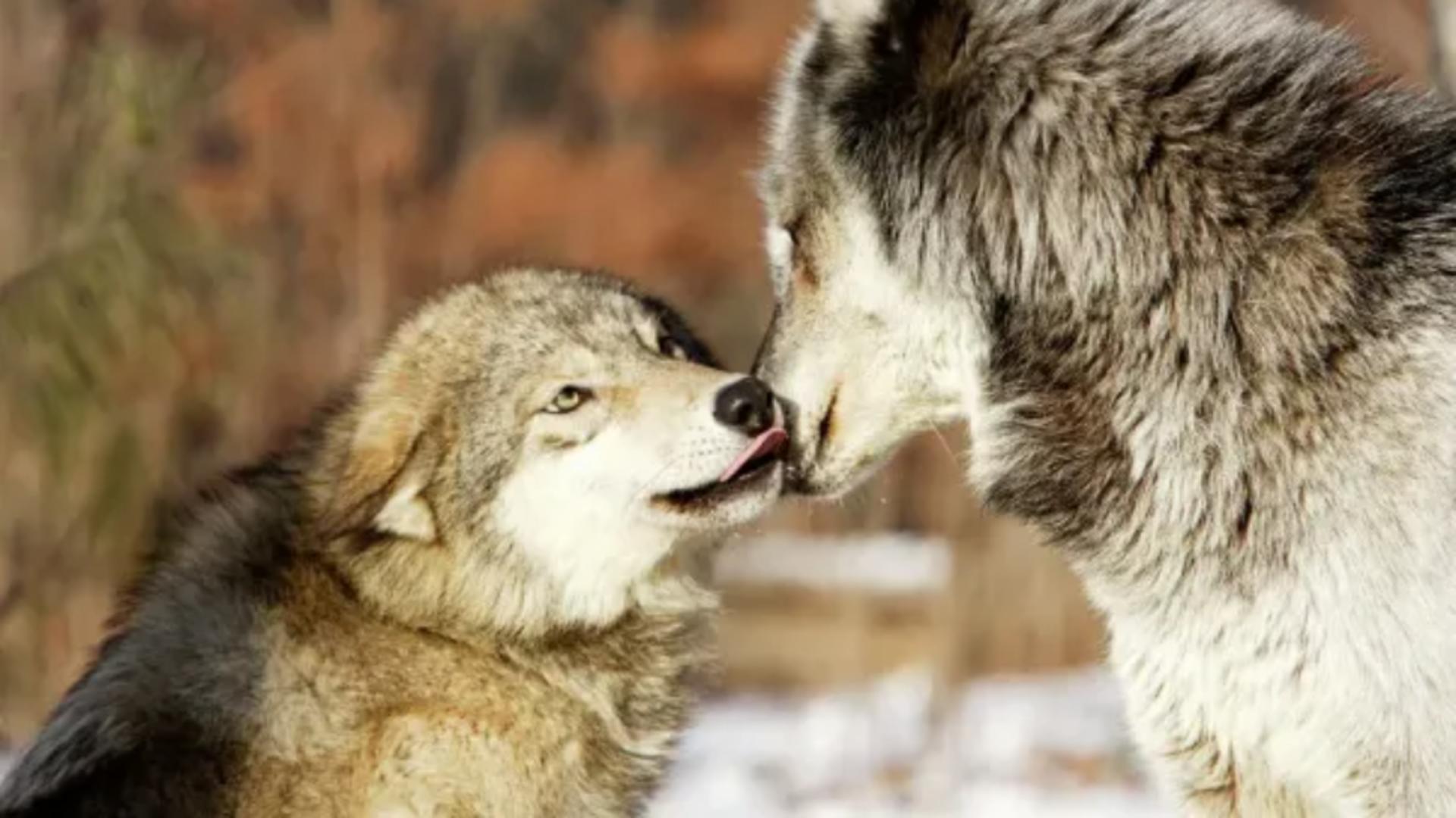 Rolul esențial al „Lupului Omega”