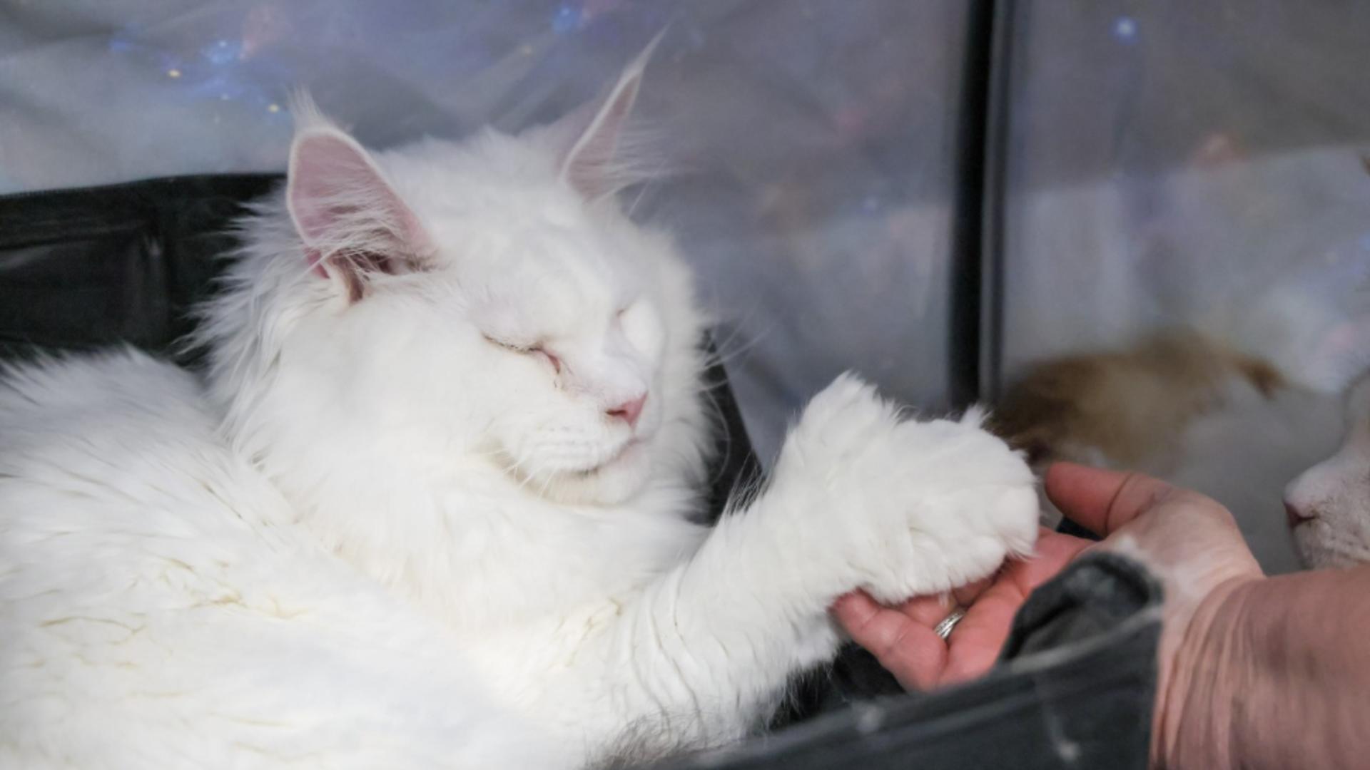 Degetele pisicilor au o poziționare specifică (Profimedia)