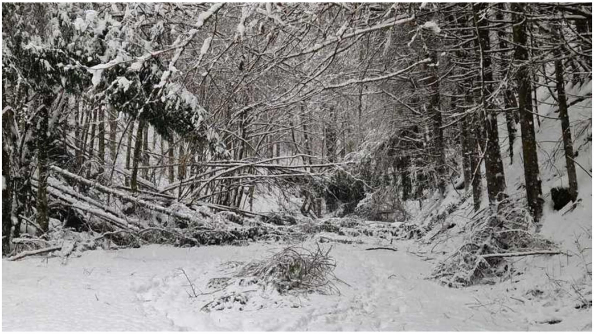 Mobilizare de forțe pentru salvarea unei persoane dintr-o pădure din Rodna. Elicopterul SMURD nu poate interveni din cauza vremii