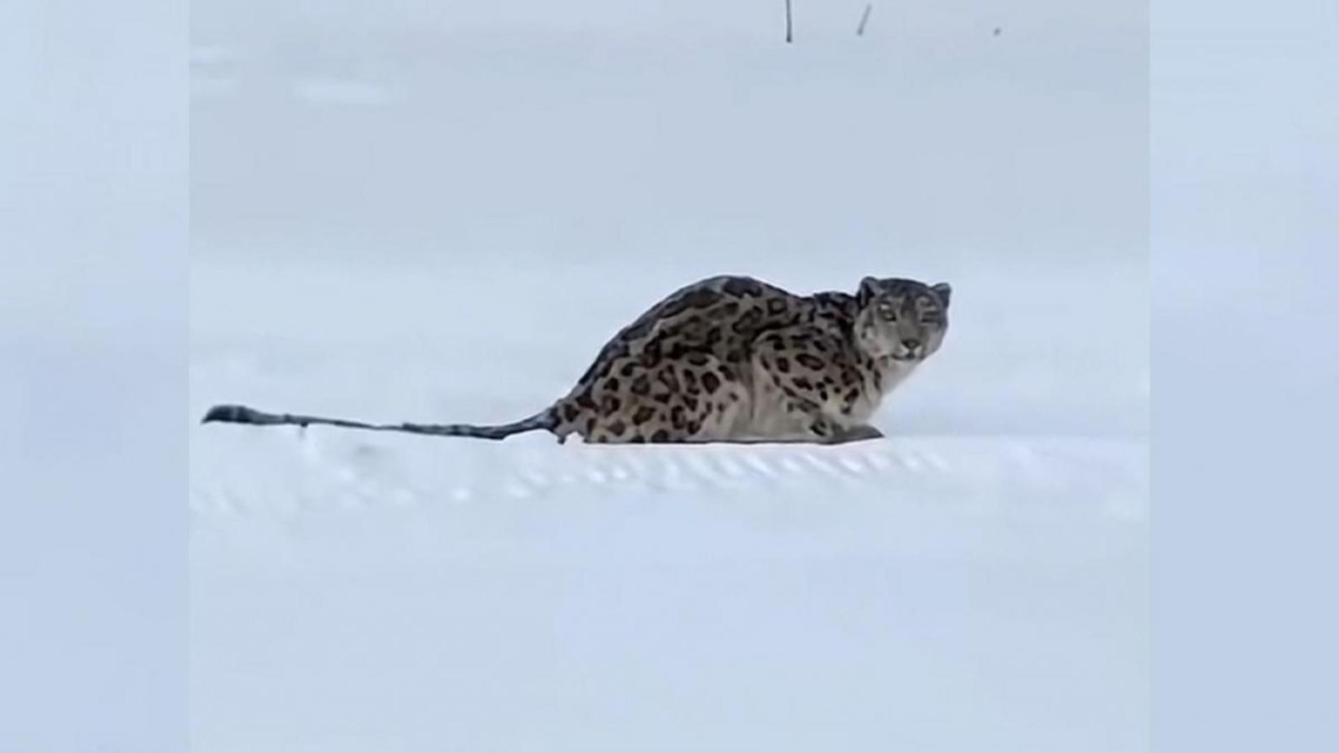 Leopard de zăpadă