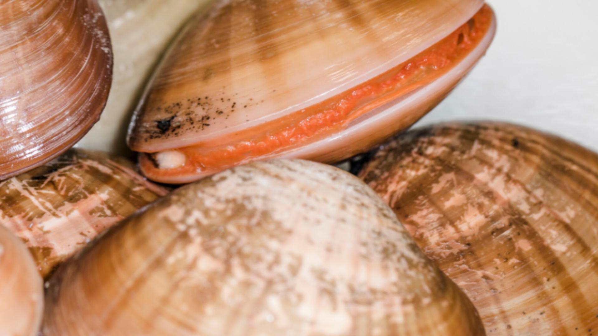 Furtuna a dezvăluit lumea invizibilă a mării.