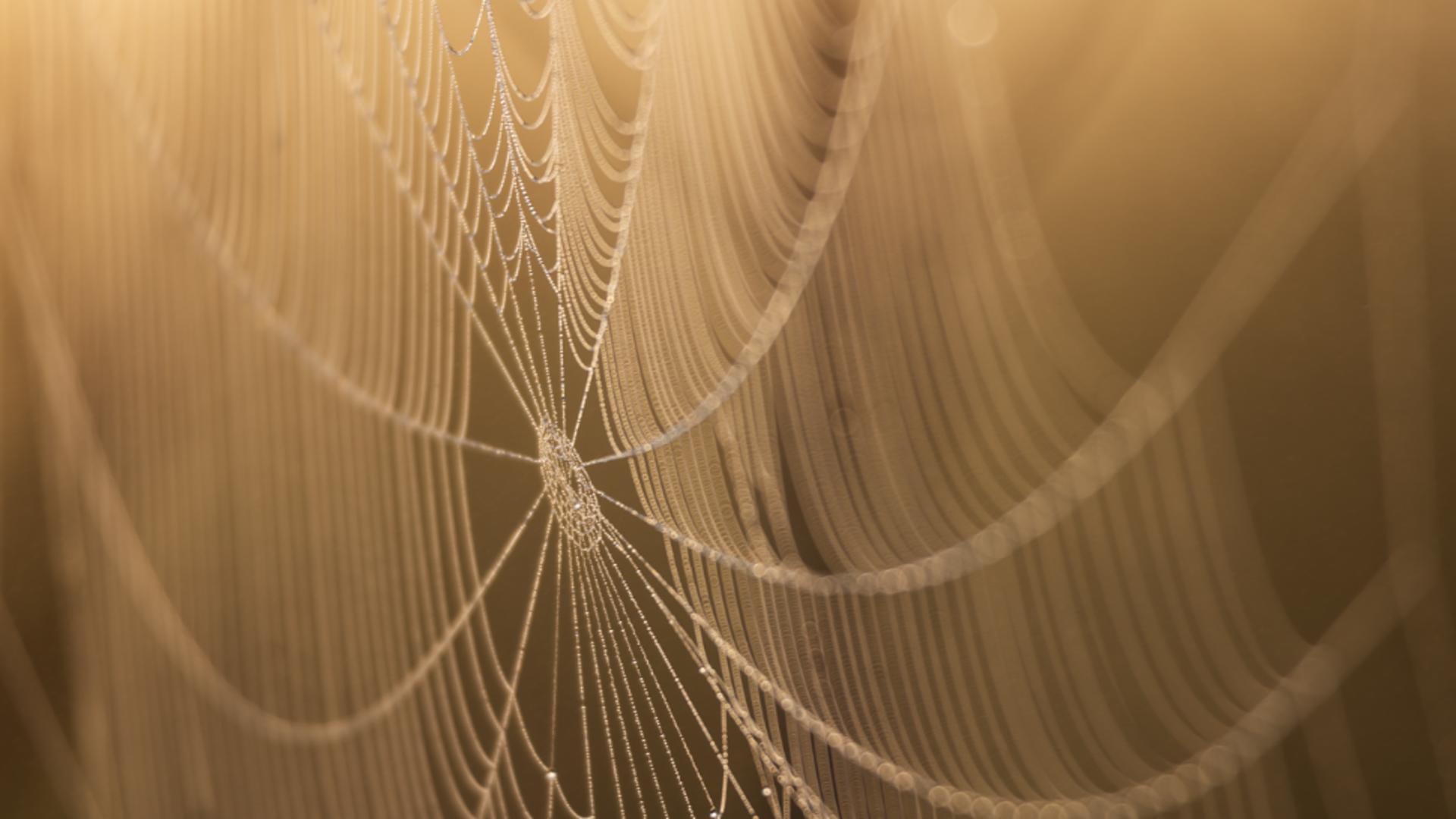 Pânză de păianjen