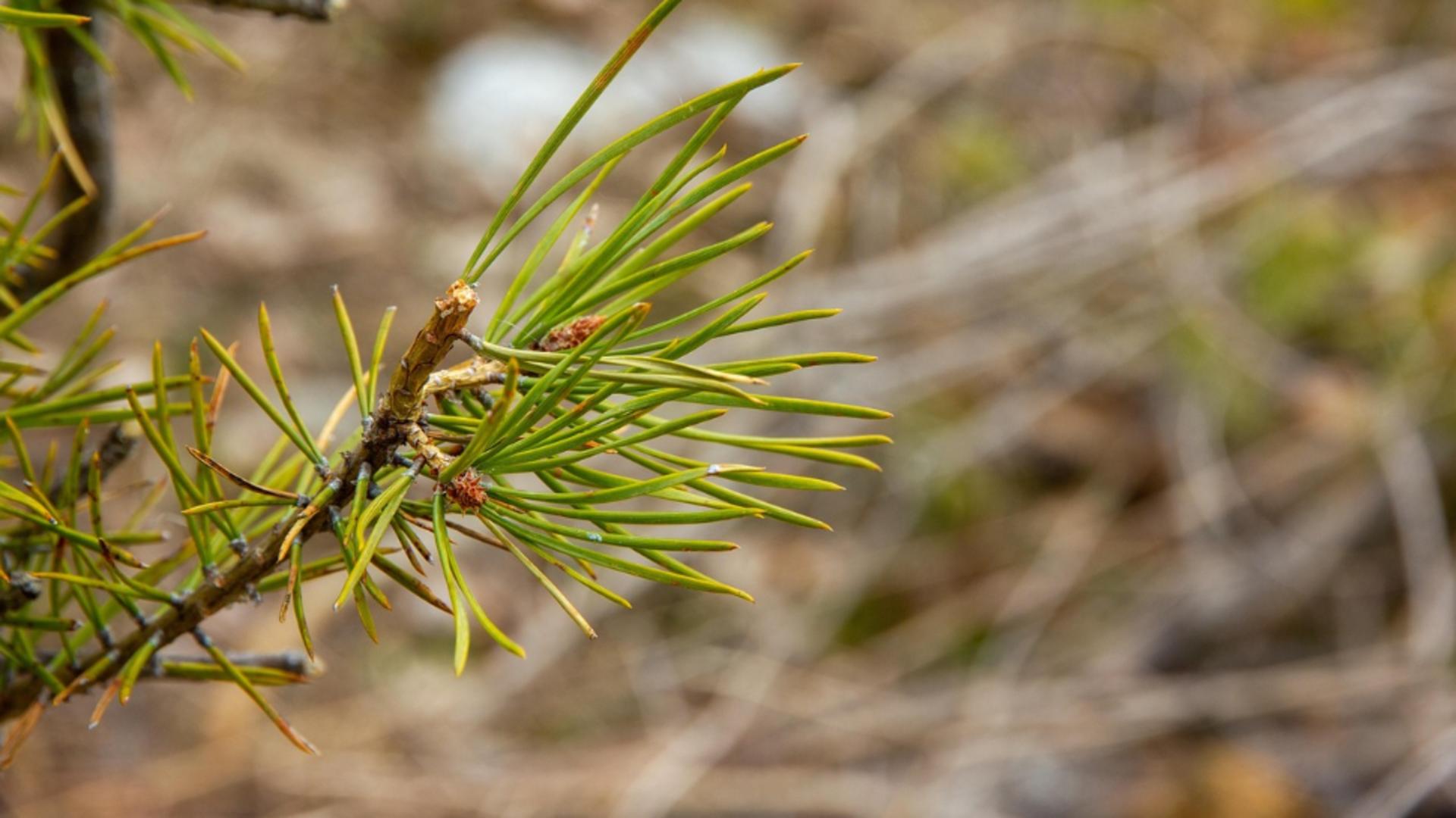 ANPM avertizează: aruncarea brazilor de la etaj este periculoasă și interzisă. Recomandările specialiștilor pentru reciclare
