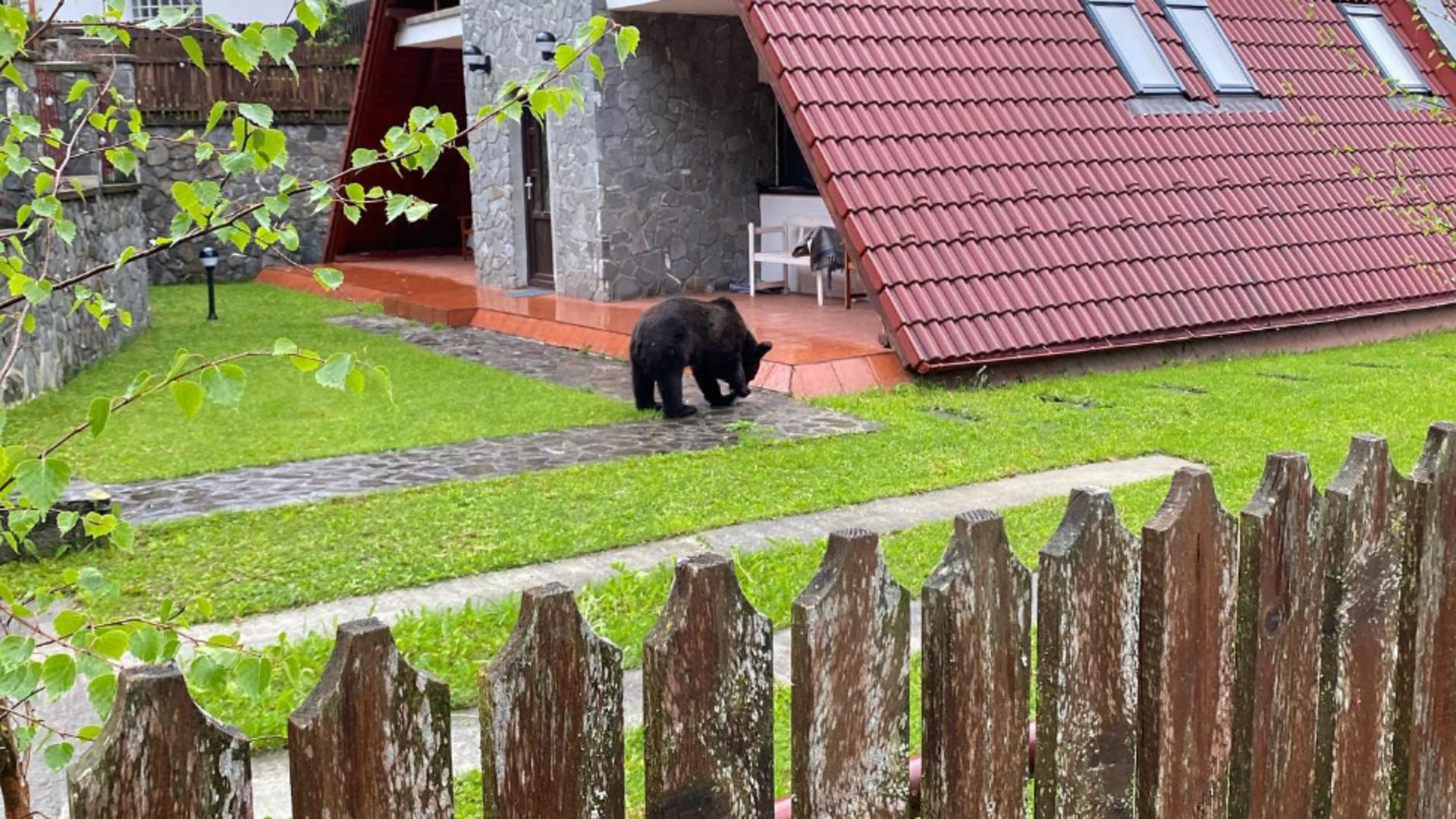 Un urs „în vizită” la un localnic din Bușteni. Foto/ARhivă