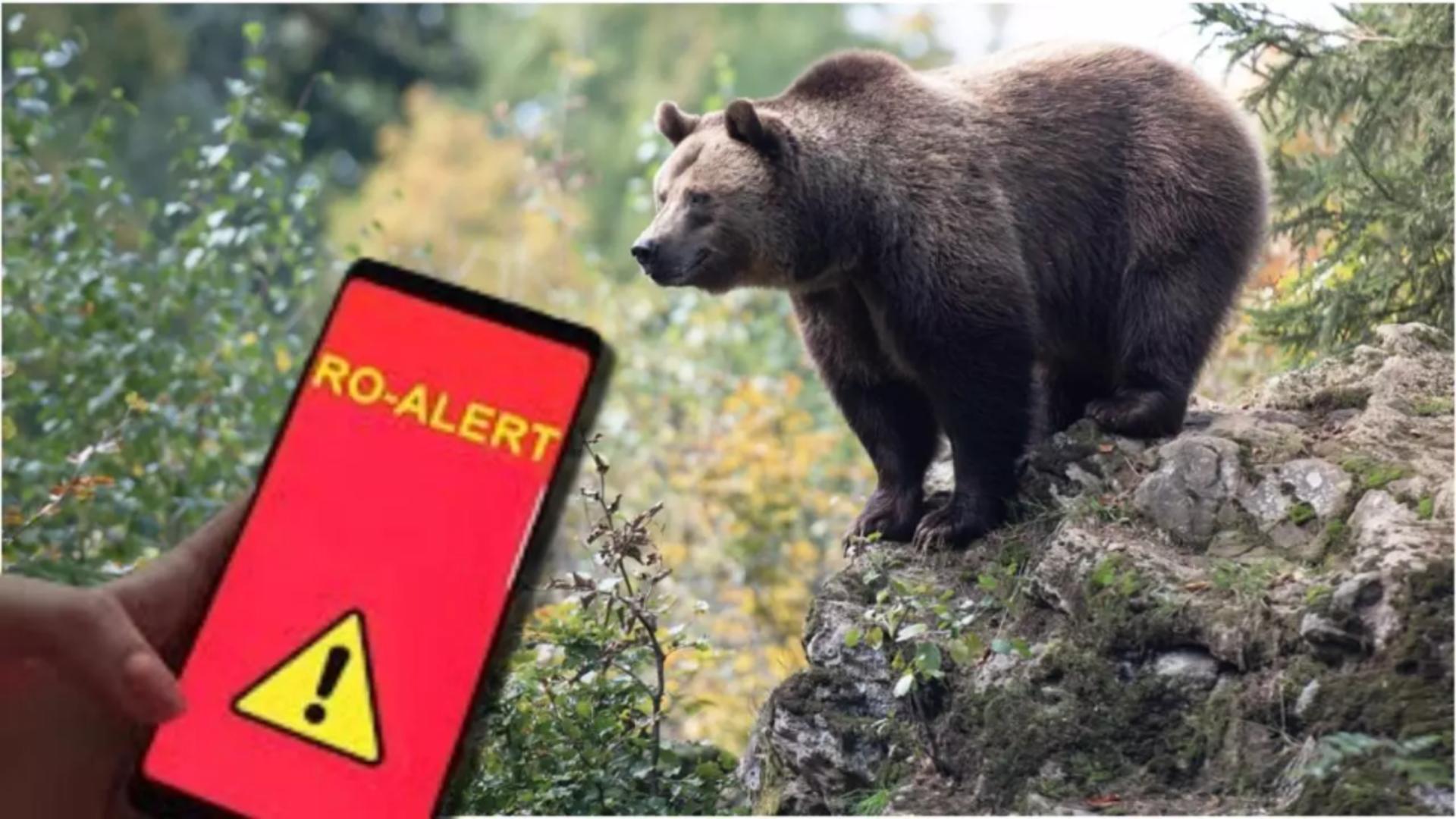 Alertă de urs în Sinaia. Autoritățile au emis un mesaj RO-ALERT, după ce animalul sălbatic a fost observat aproape de Castelul Peleș