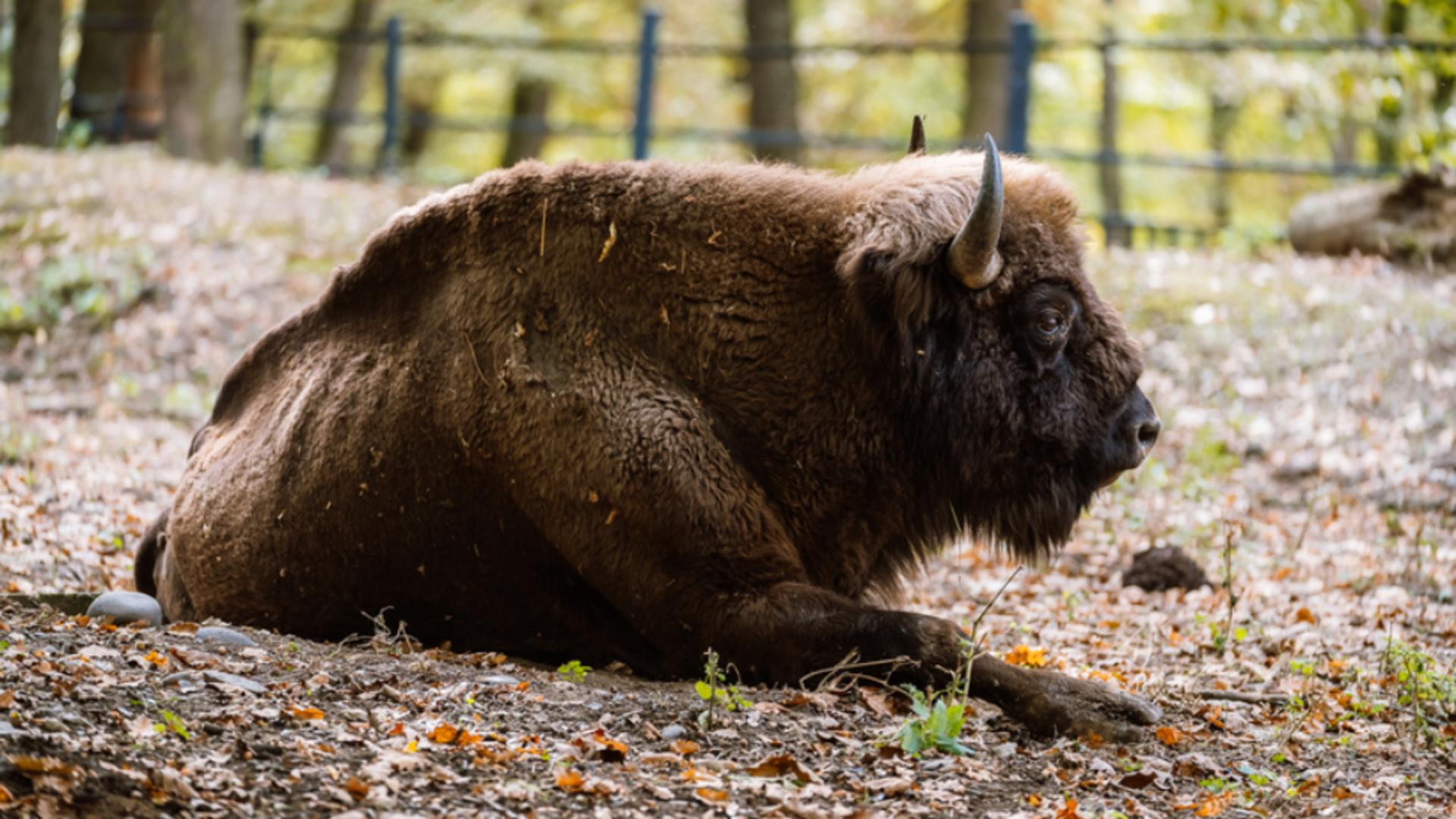 Bizoni