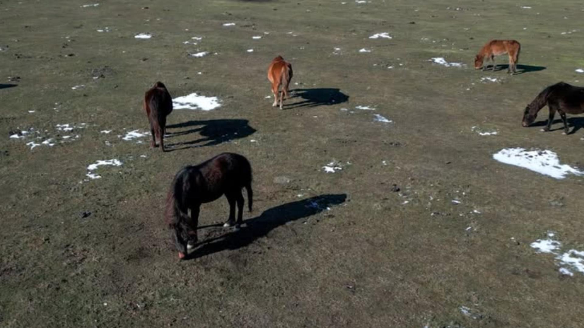 Zeci de cai sălbatici, morți în Delta Dunării din cauza gerului.