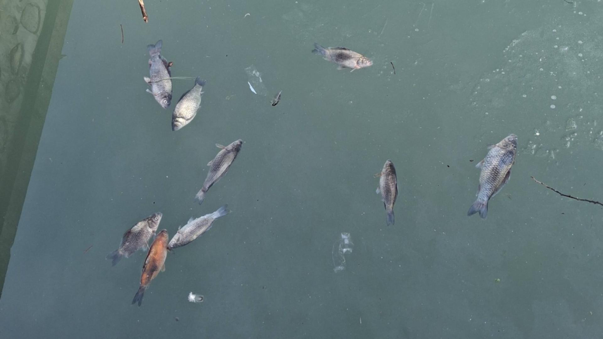 Foto: Nicolae Marius Marius/FB