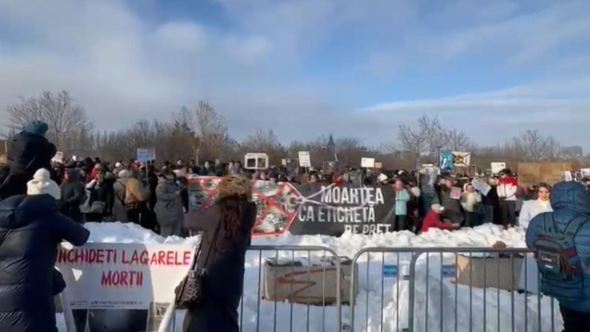Protest în fața Parlamentului pentru drepturile animalelor: peste 700 de participanți cer interzicerea eutanasierii în masă