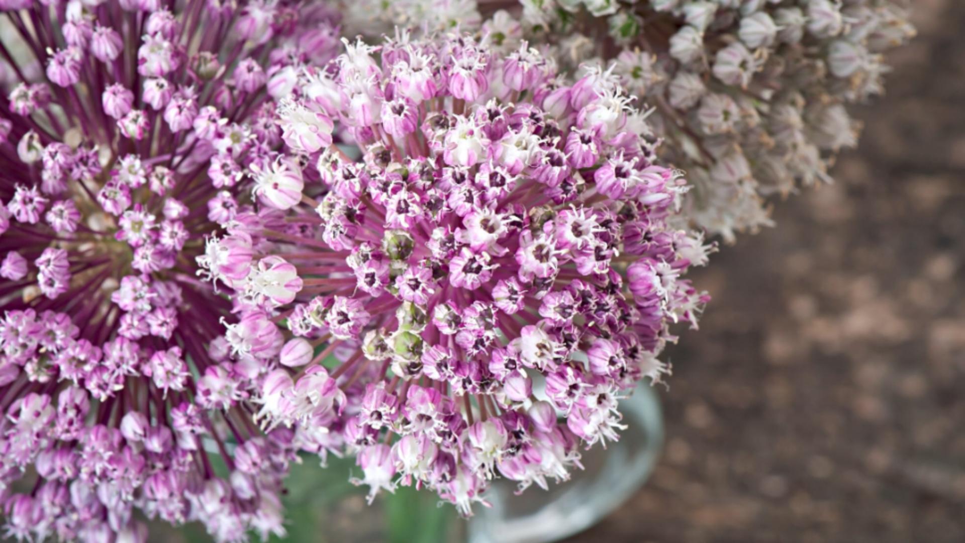Florile minune pe care le pui o singură dată 