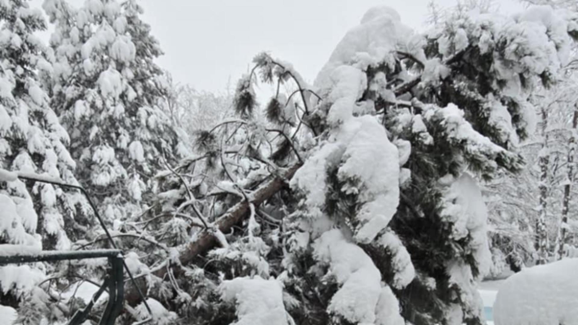 Peste 100 de intervenții ale pompierilor în București și Ilfov: copaci căzuți și zeci de mașini avariate