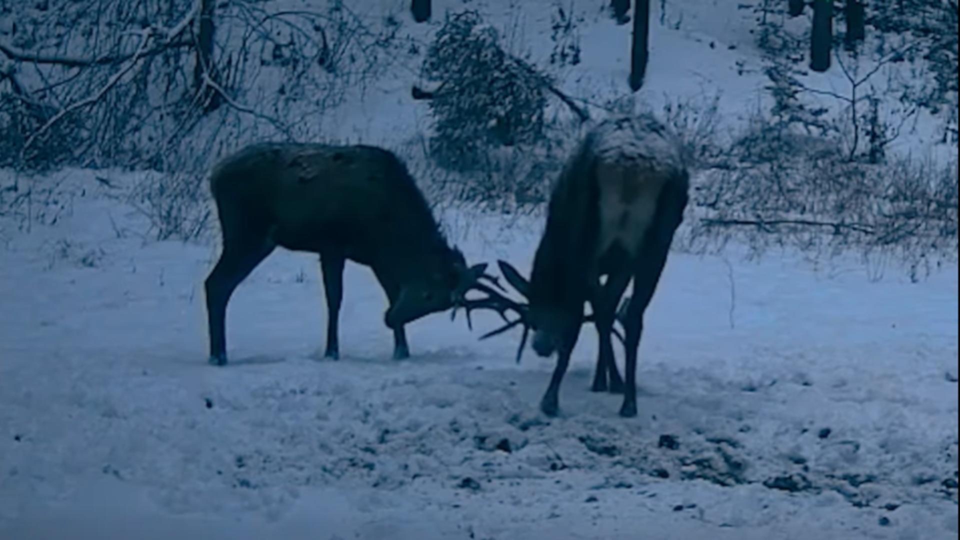 Imagini inedite într-o pădure administrată de Ocolul Silvic Mălini