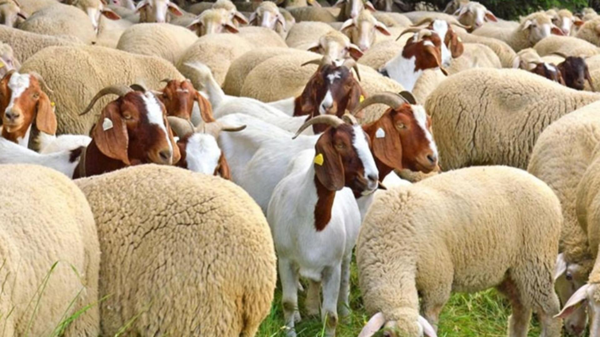 Realitatea PLUS, alături de fermierii disperați. Autoritățile le-au omorât sute de animale.