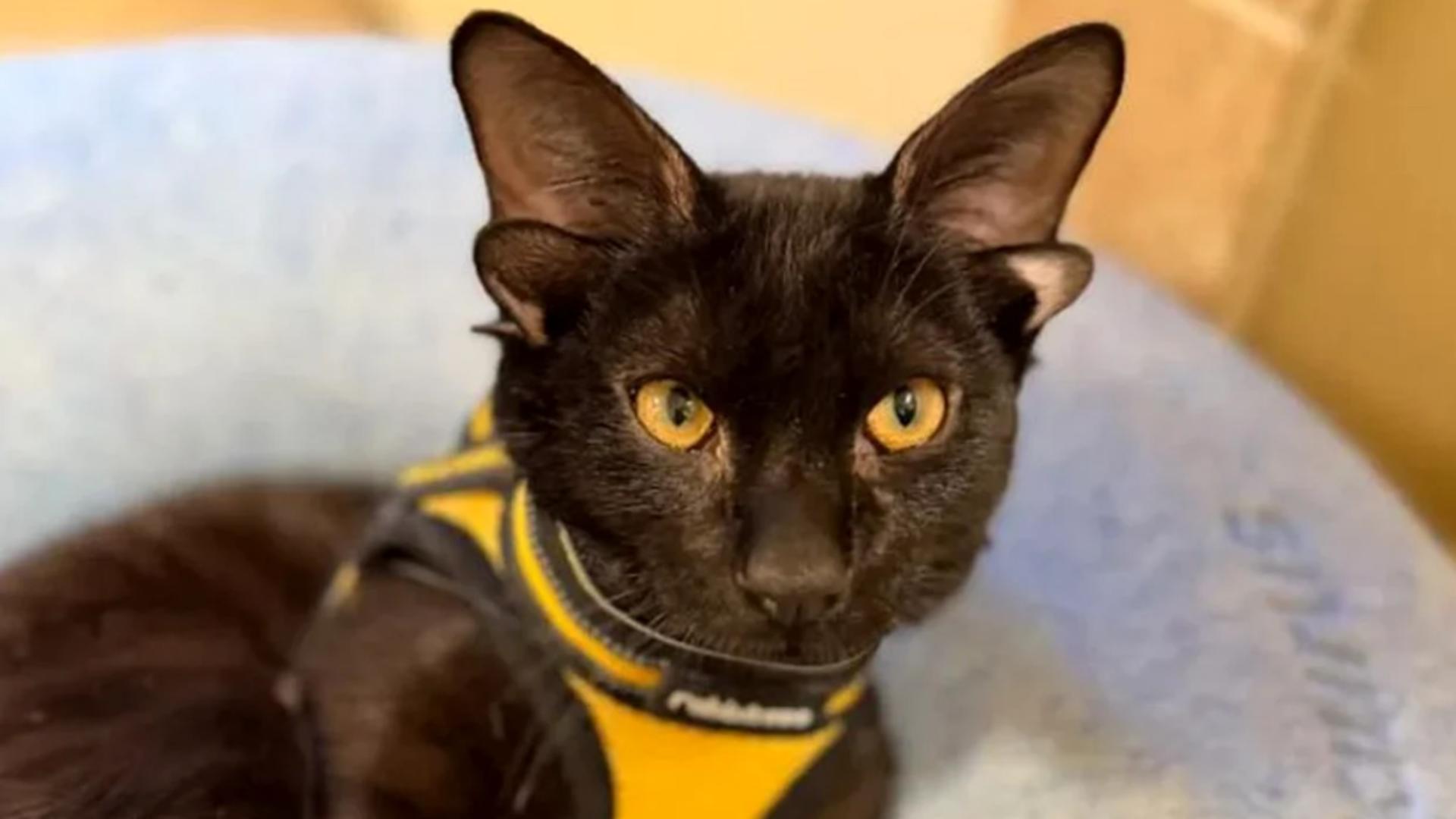 Dobby, pisoiul „extraterestru” cu patru urechi, a cucerit internetul