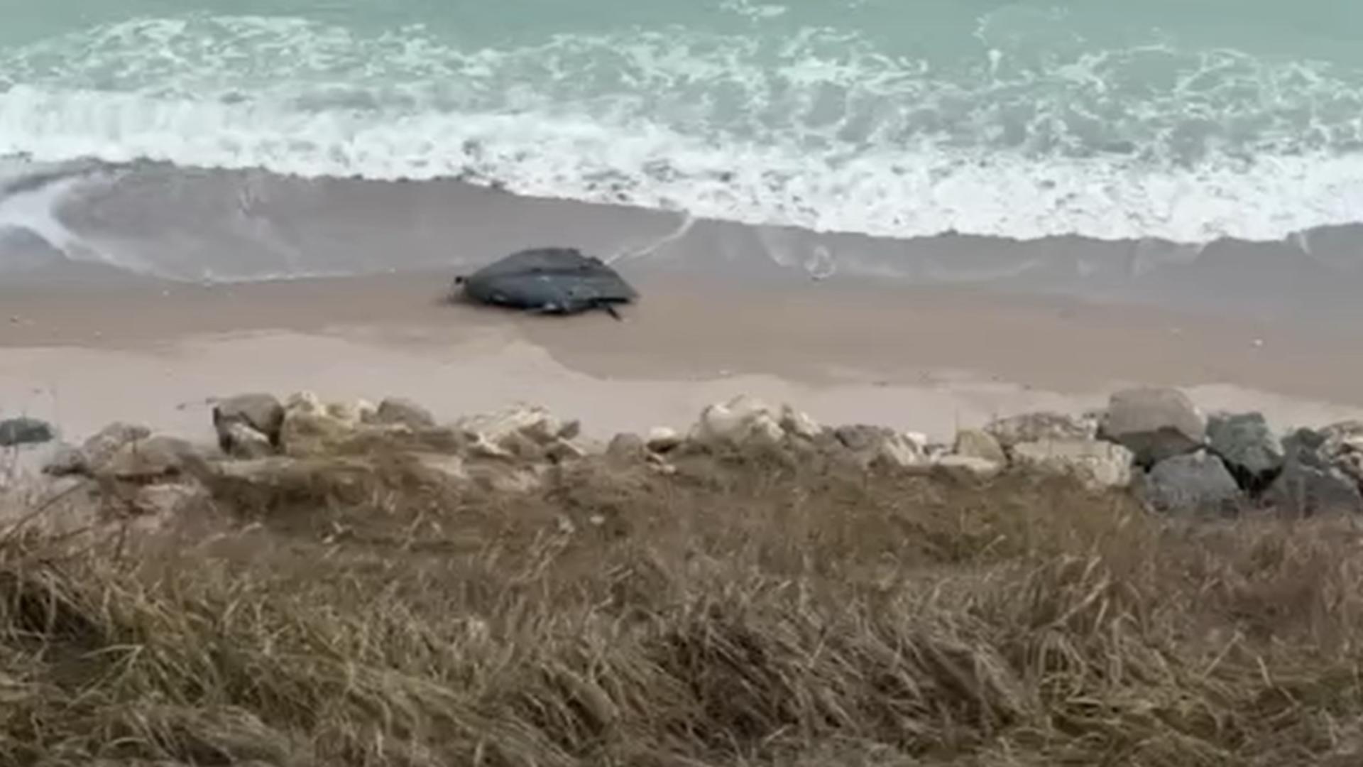 Dronă eșuată pe malurile Costineștiului. Foto/Captură video