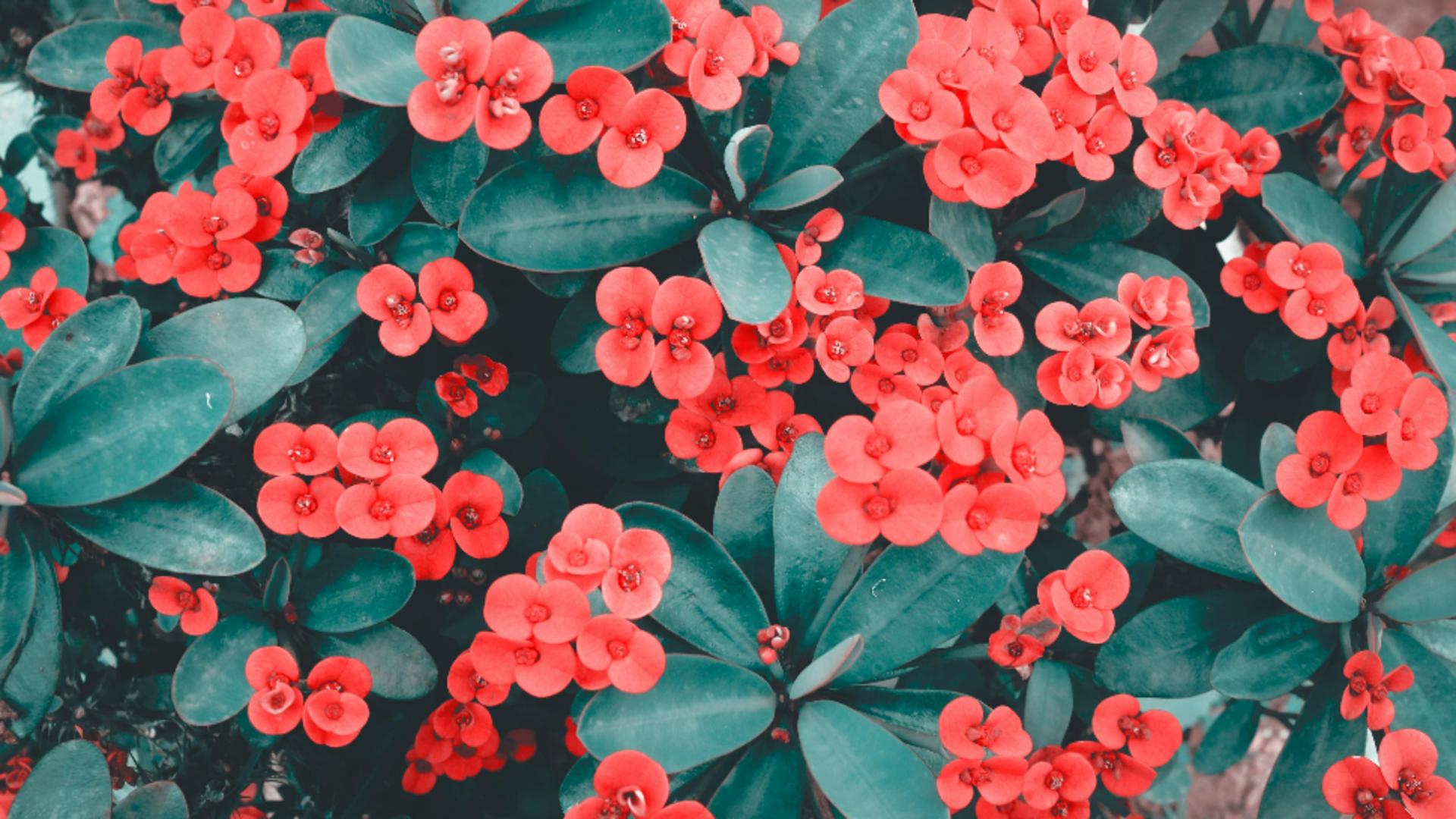 Ce flori să-i oferi iubitei, de Ziua Îndrăgostiților, în funcție de zodie