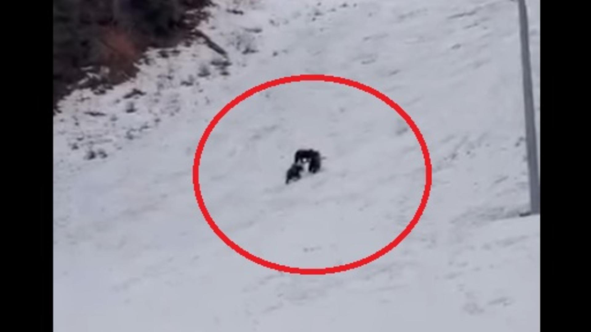 Alertă uriașă înainte de vacanța de schi a copiilor: urși observați pe o pârtie celebră din Poiana Brașov/ Captură video