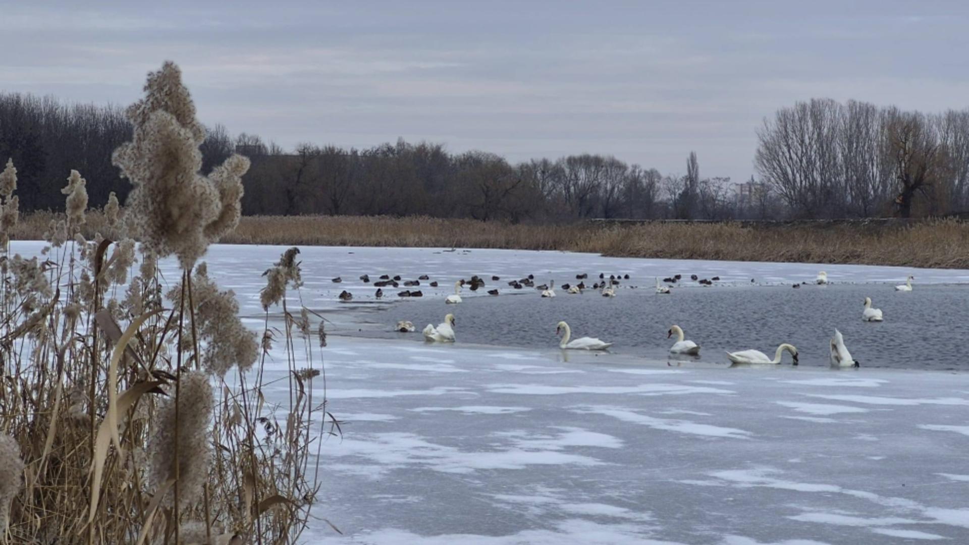 Alertă de gripă aviară în județul Vaslui. FOTO: Facebook