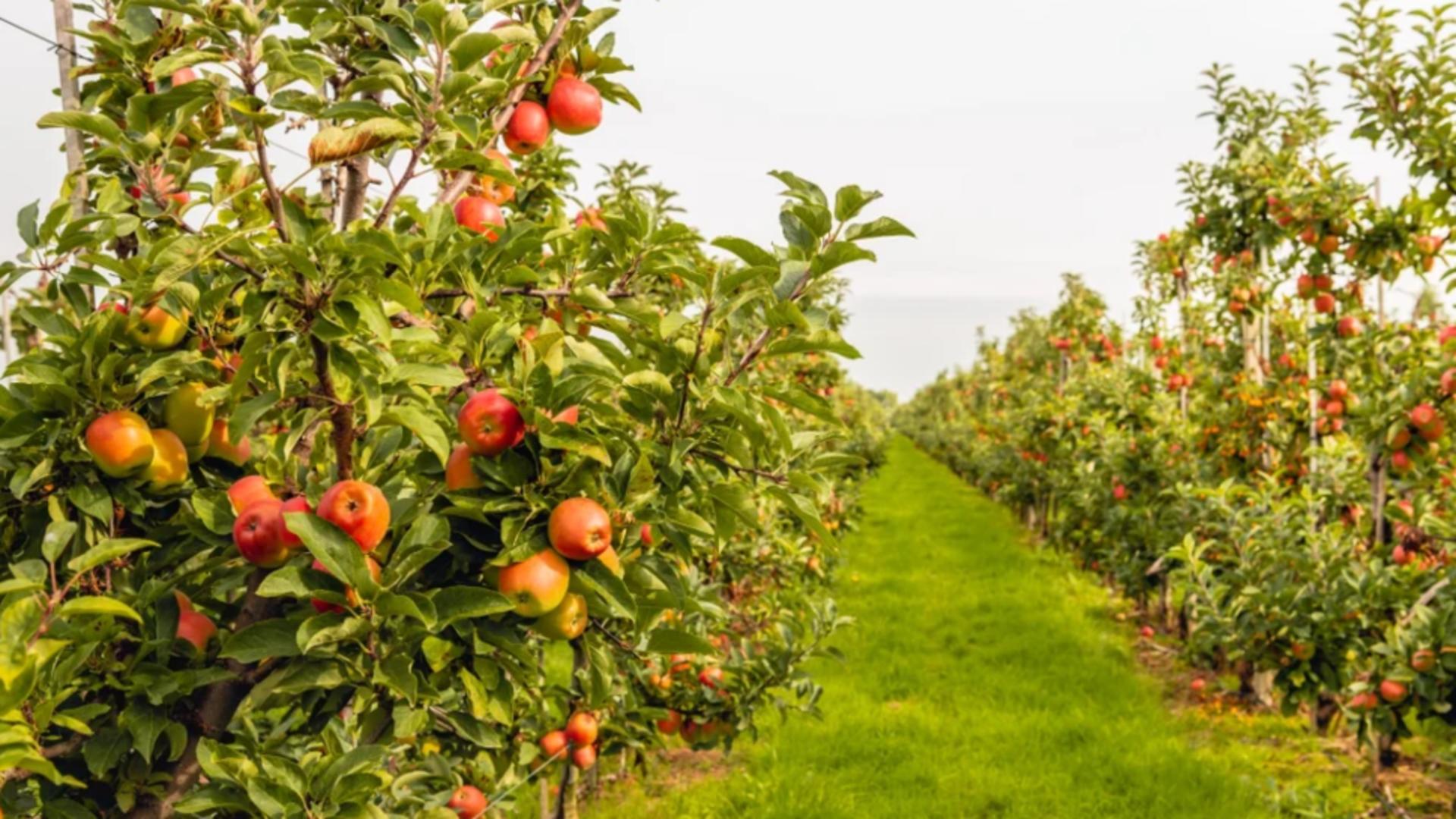 Temperatura ideală pentru stropirea pomilor în februarie
