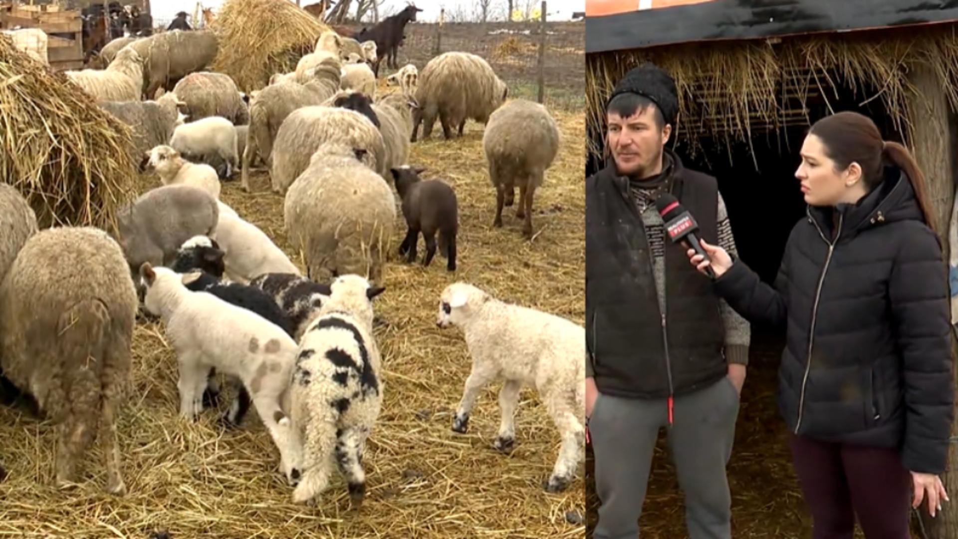 Cât va costa mielul de Paște în 2026