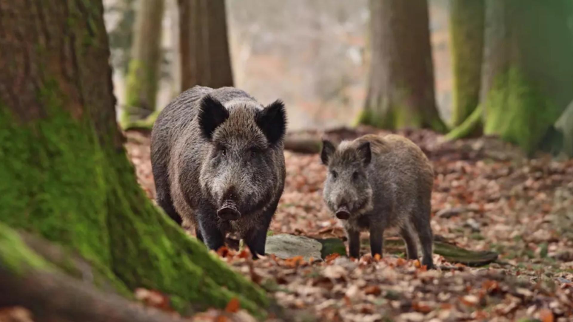 Alertă în județul Alba