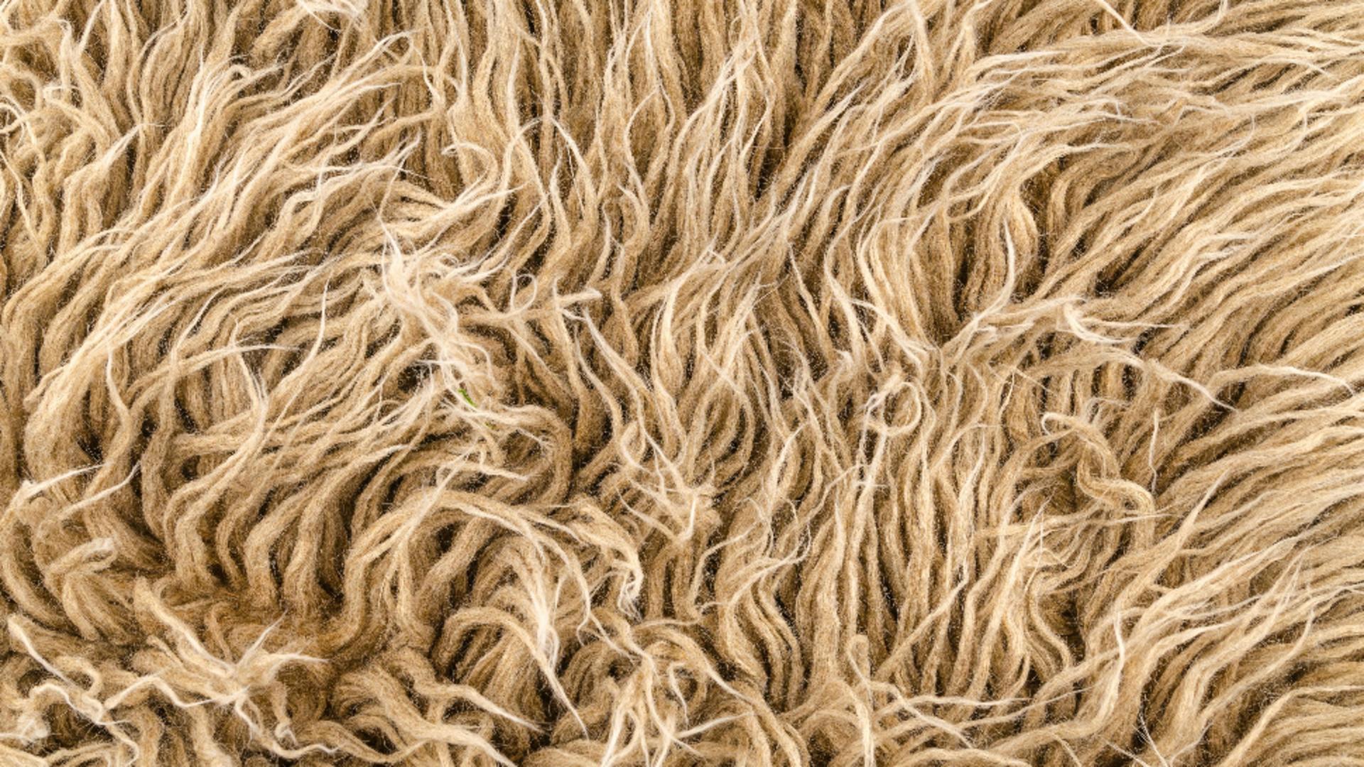 Pericolul invizibil din mochetă. Boli pe care le poți dezvolta. Semnal de alarmă tras de specialiști