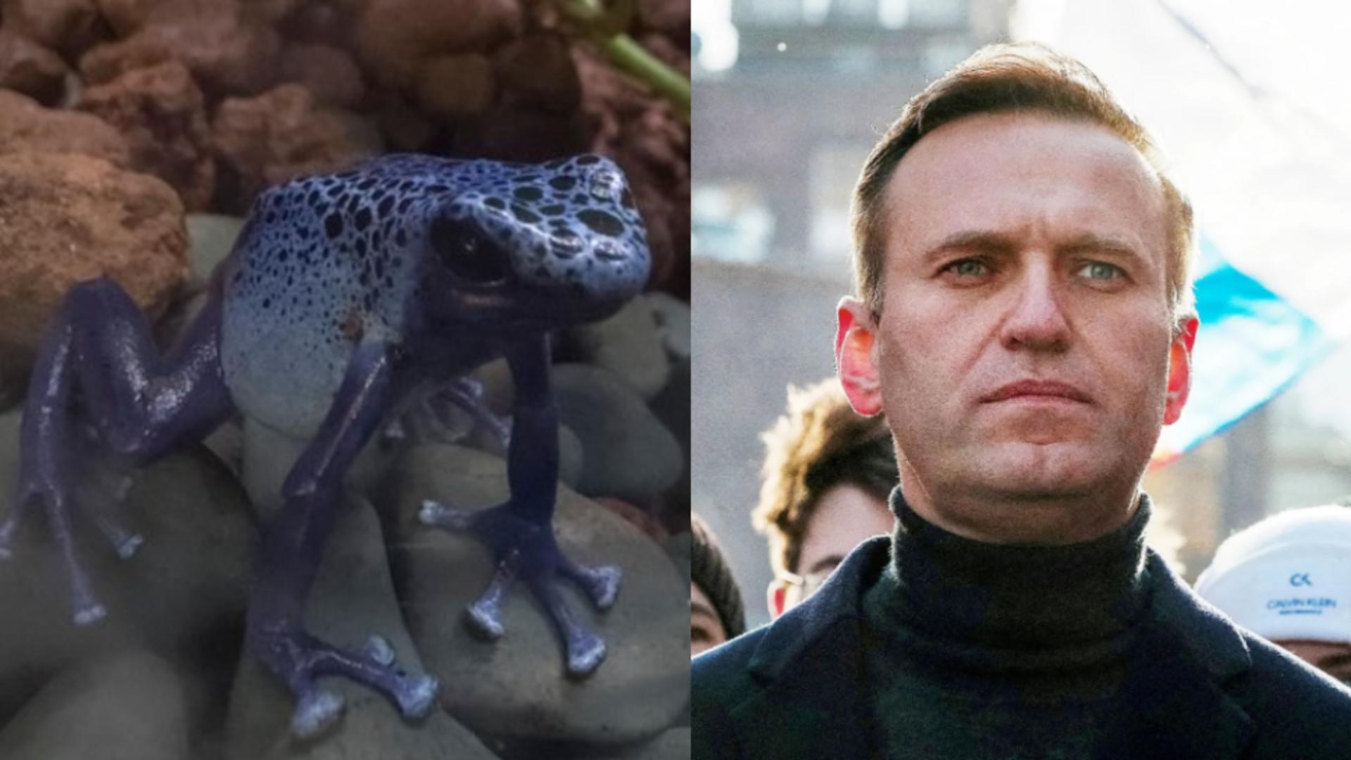 Alexei Navalnîi ar fi fost otrăvit cu o toxină extrem de rară, din venin de broaște