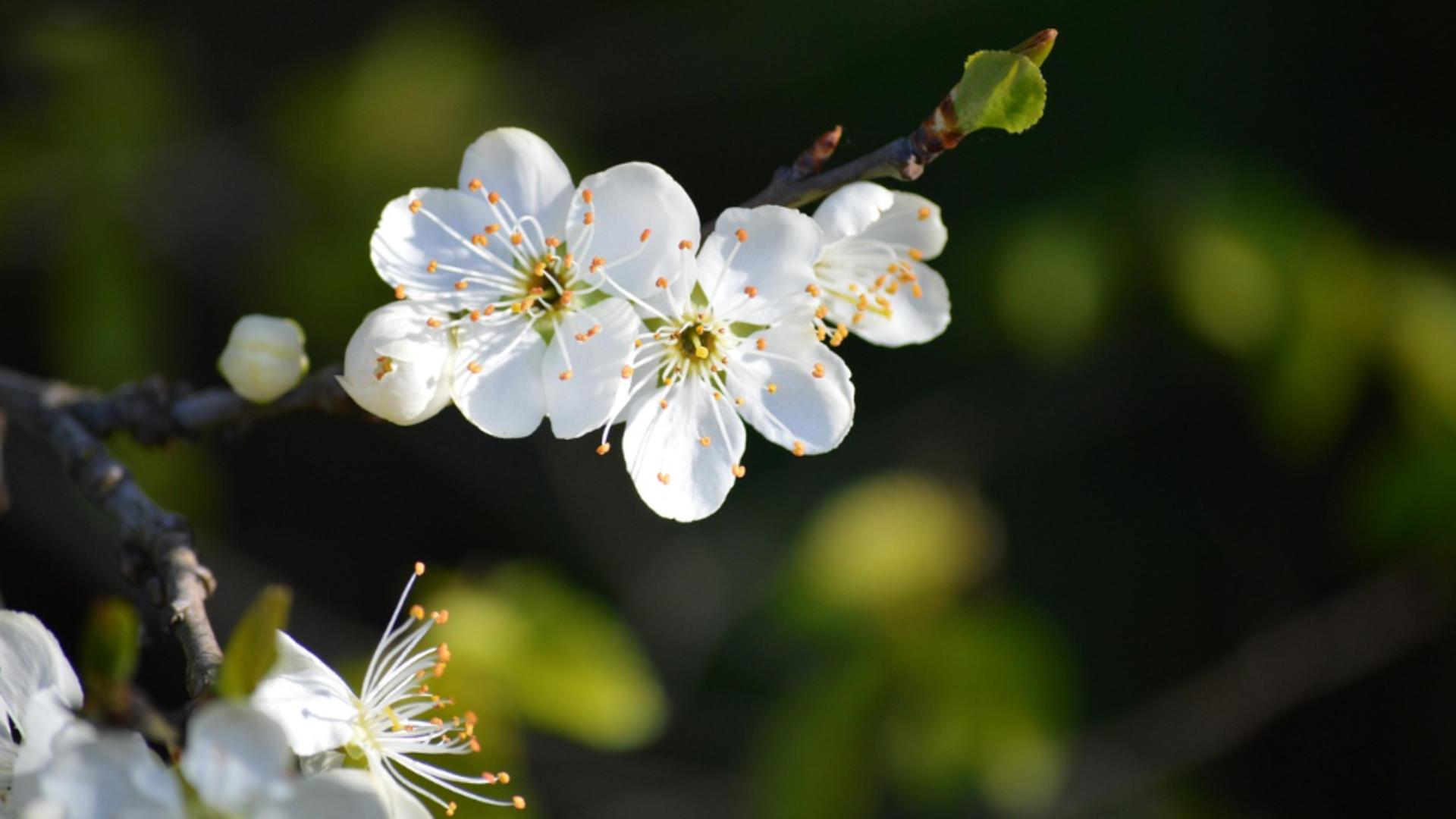Când vine primăvara?