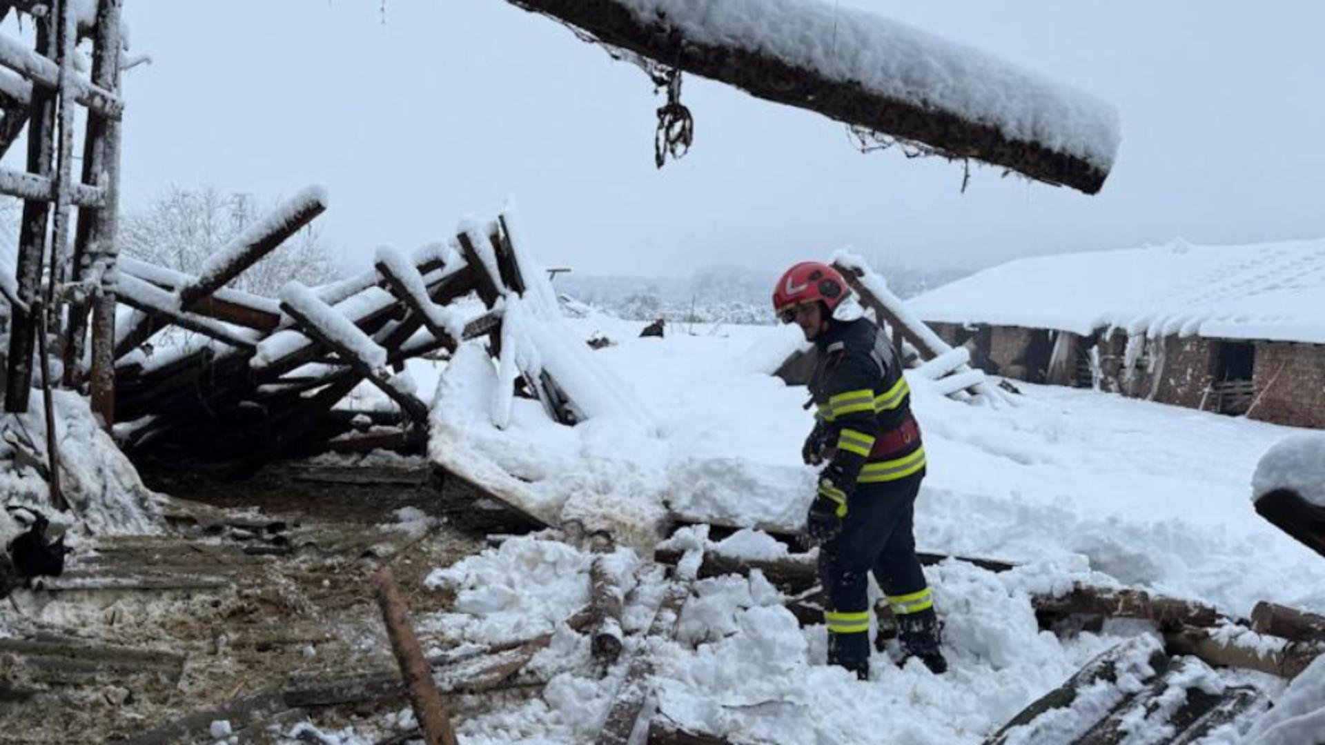 Zeci de oi moarte după ce acoperișul adăpostului s-a prăbușit din cauza ninsorii.
