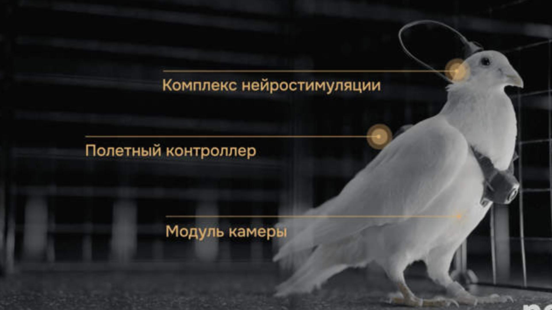 Rușii fac porumbei-cyborg