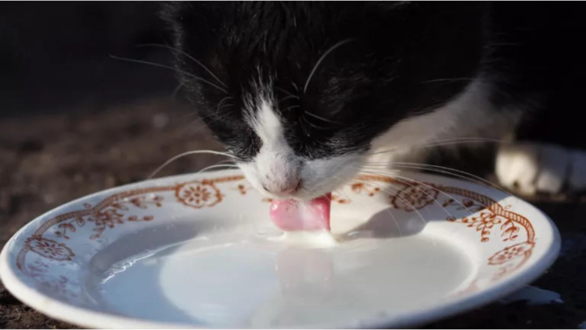 Motivul pentru care nu trebuie să hrănești pisicile cu lapte