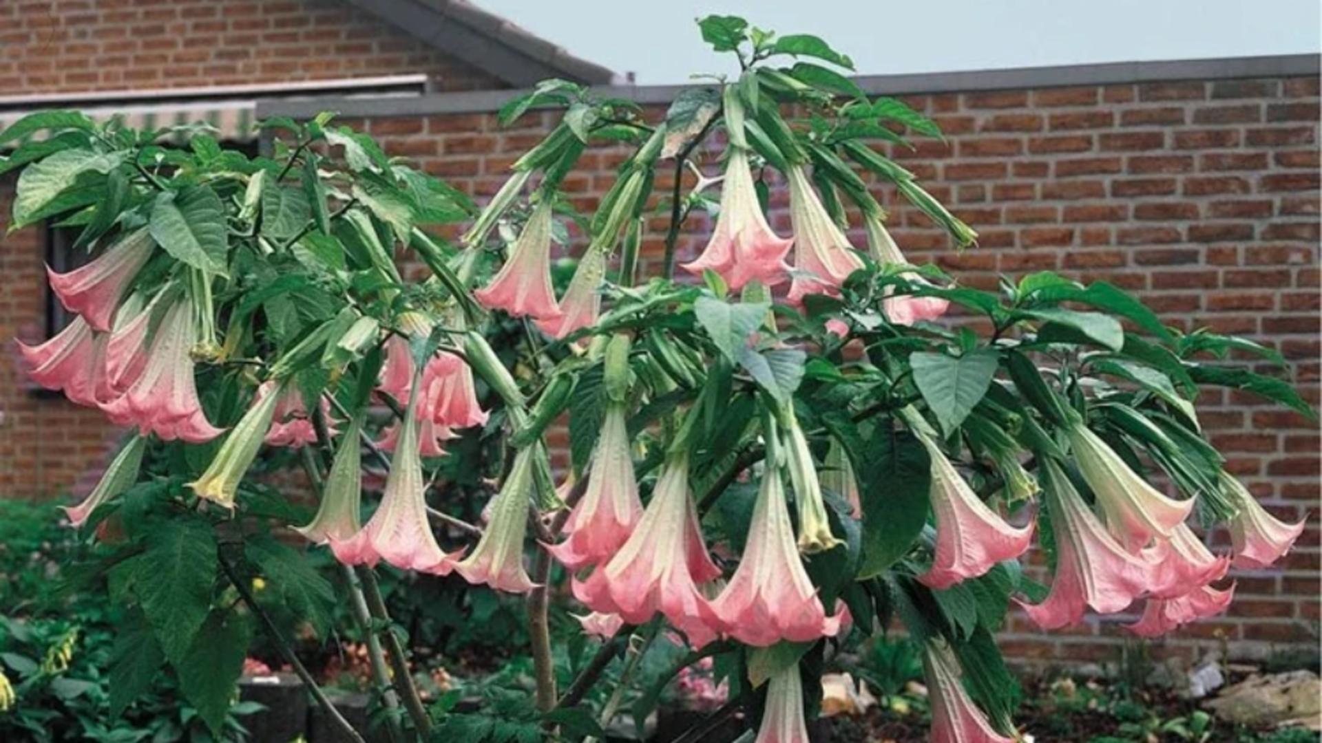 Ce sunt „plantele zombie”