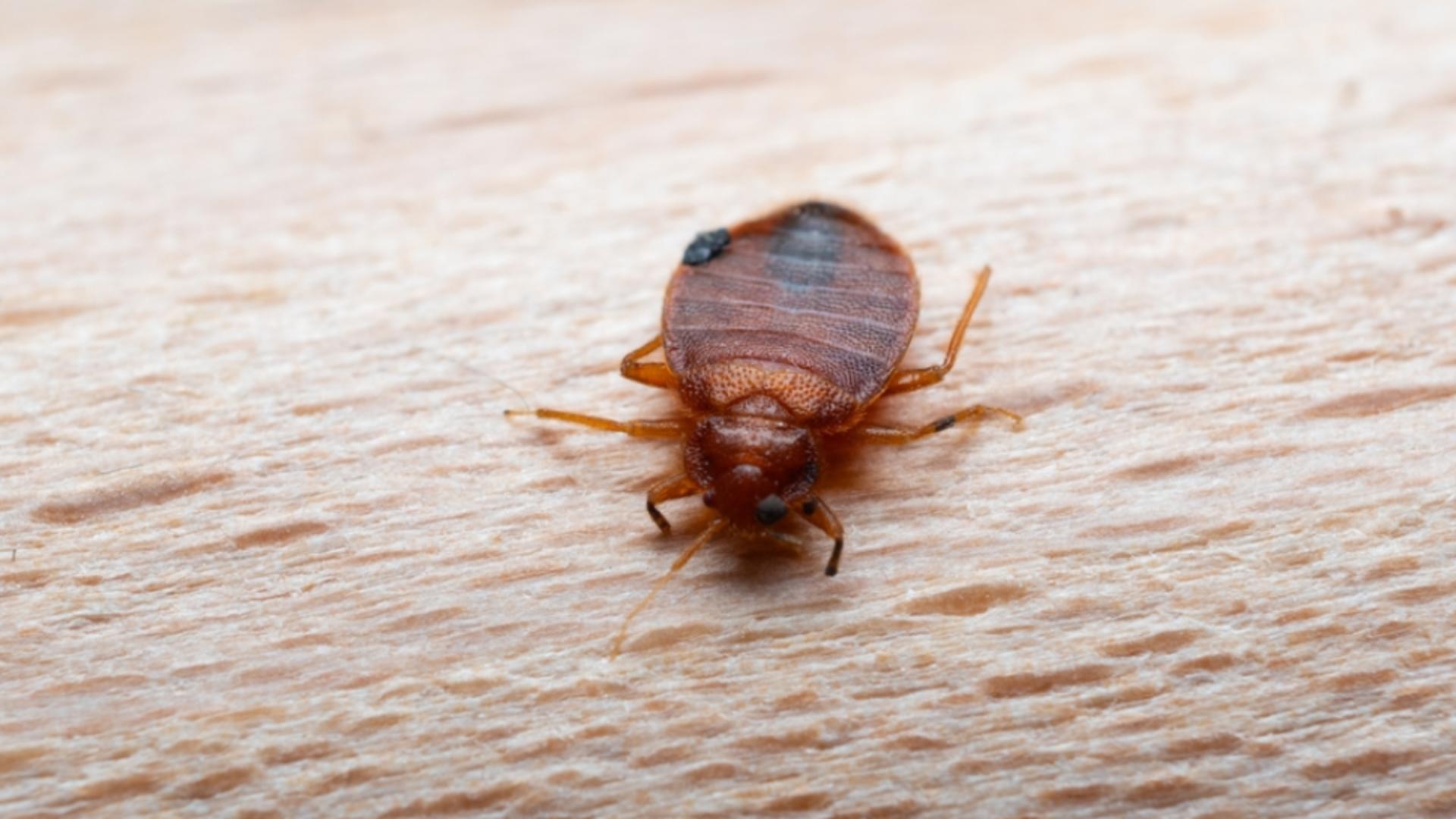 Cum să scapi rapid de pleoșnițe. Află cele mai bune metode.